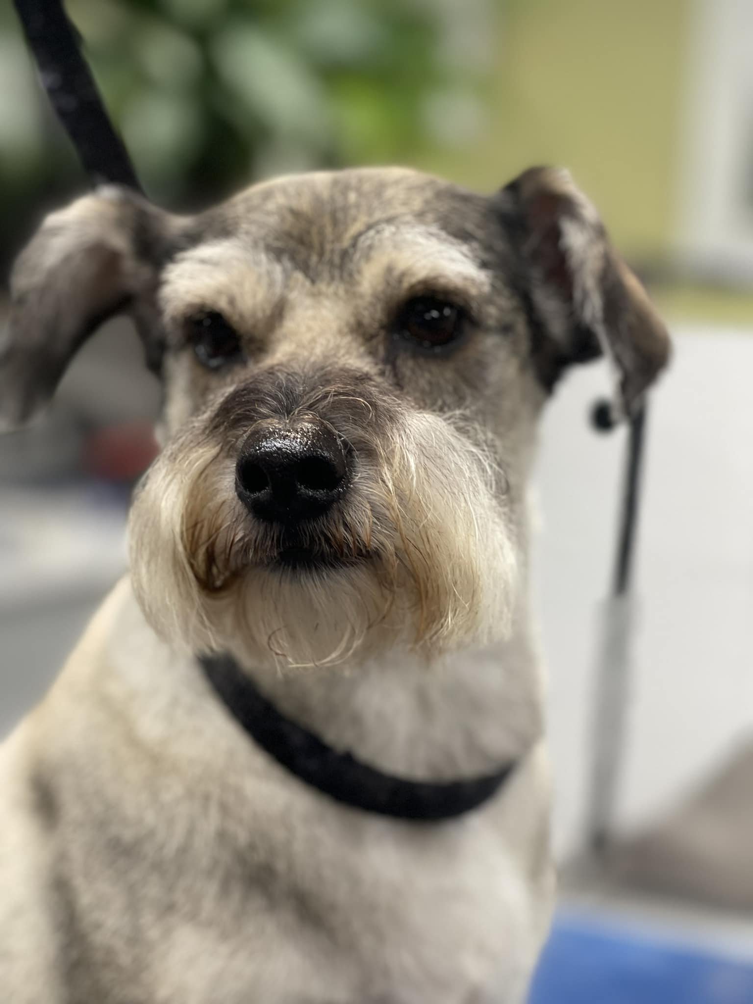 Close-up of a dog with a gray and white coat wearing a black collar, looking at the camera, with a green and blurred background.
