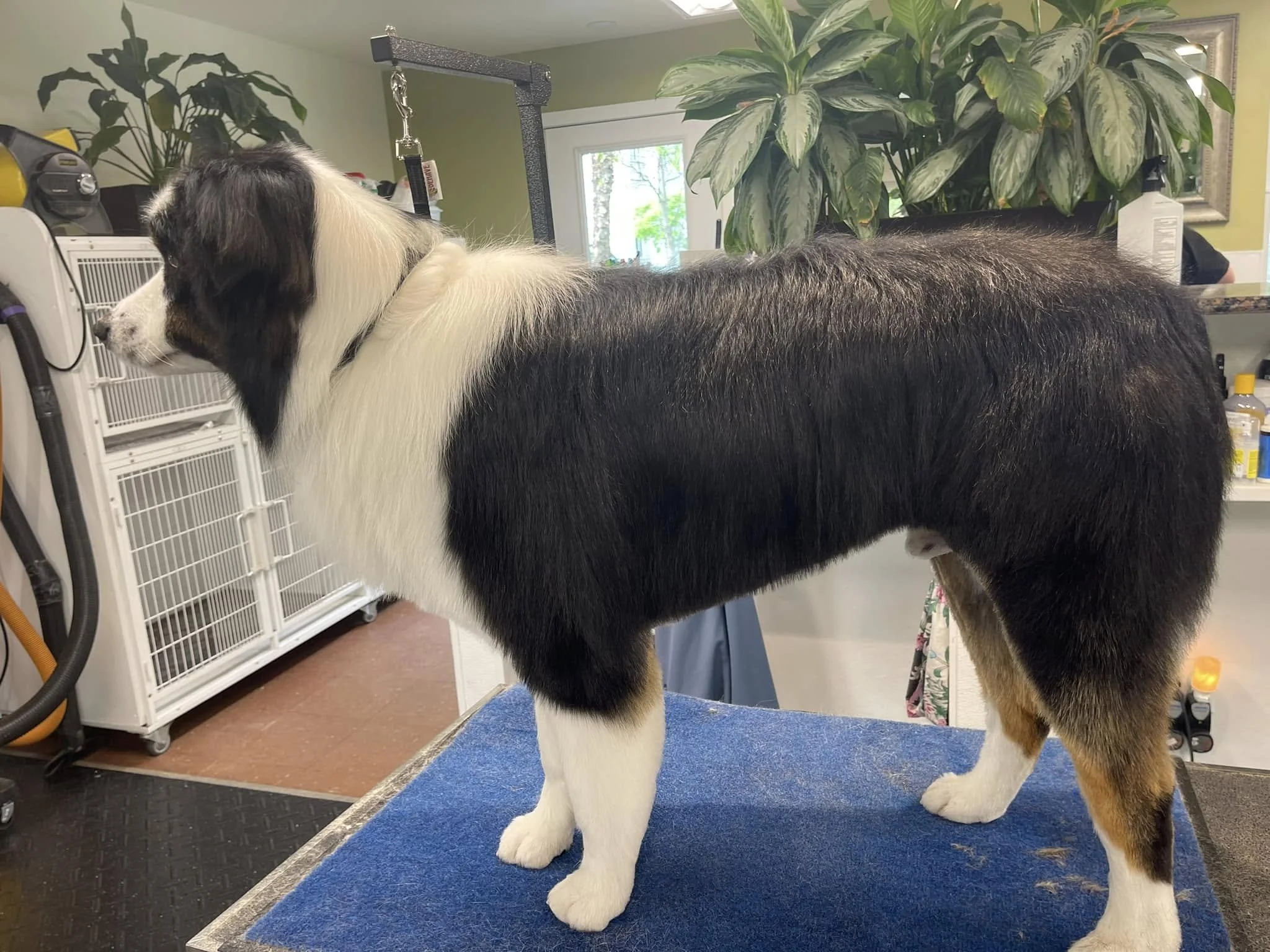 A dog with black and white fur standing on a grooming table with a blue mat, surrounded by household plants and grooming equipment in a room with natural light.