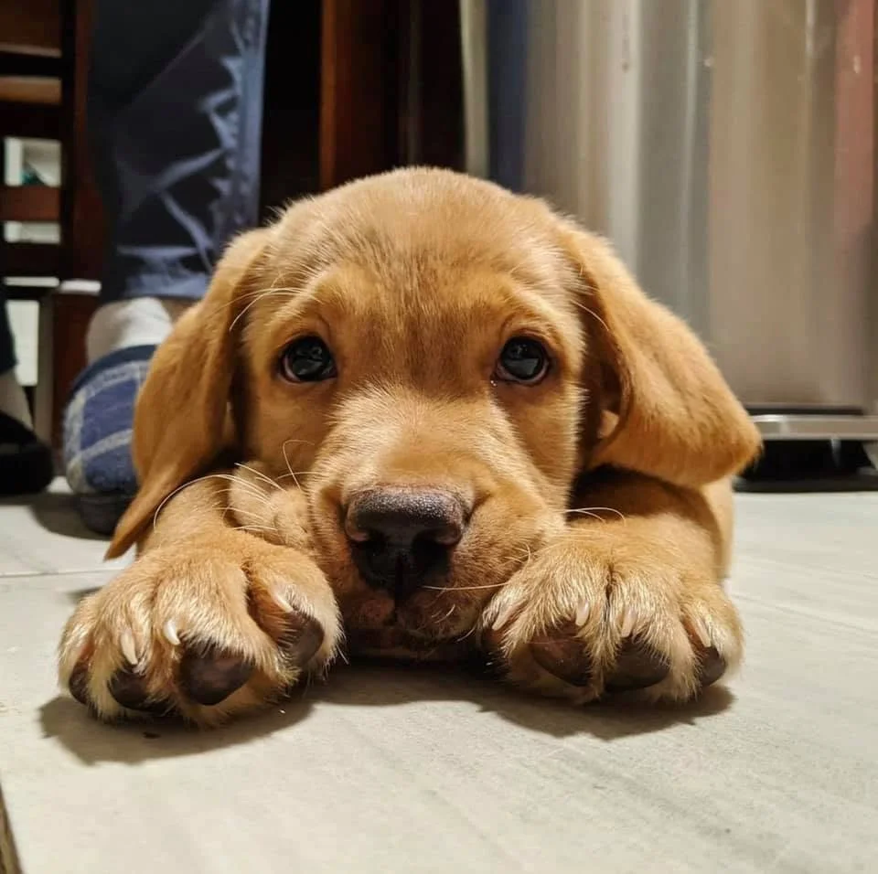 Adorable brown puppy lying down on a light-colored floor, gazing directly at the camera with its paws stretched out in front.