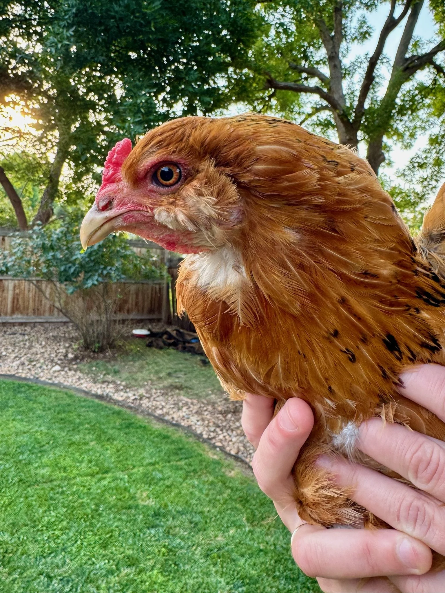 Close-up of a chicken being held outdoors, with trees and a fence in the background.