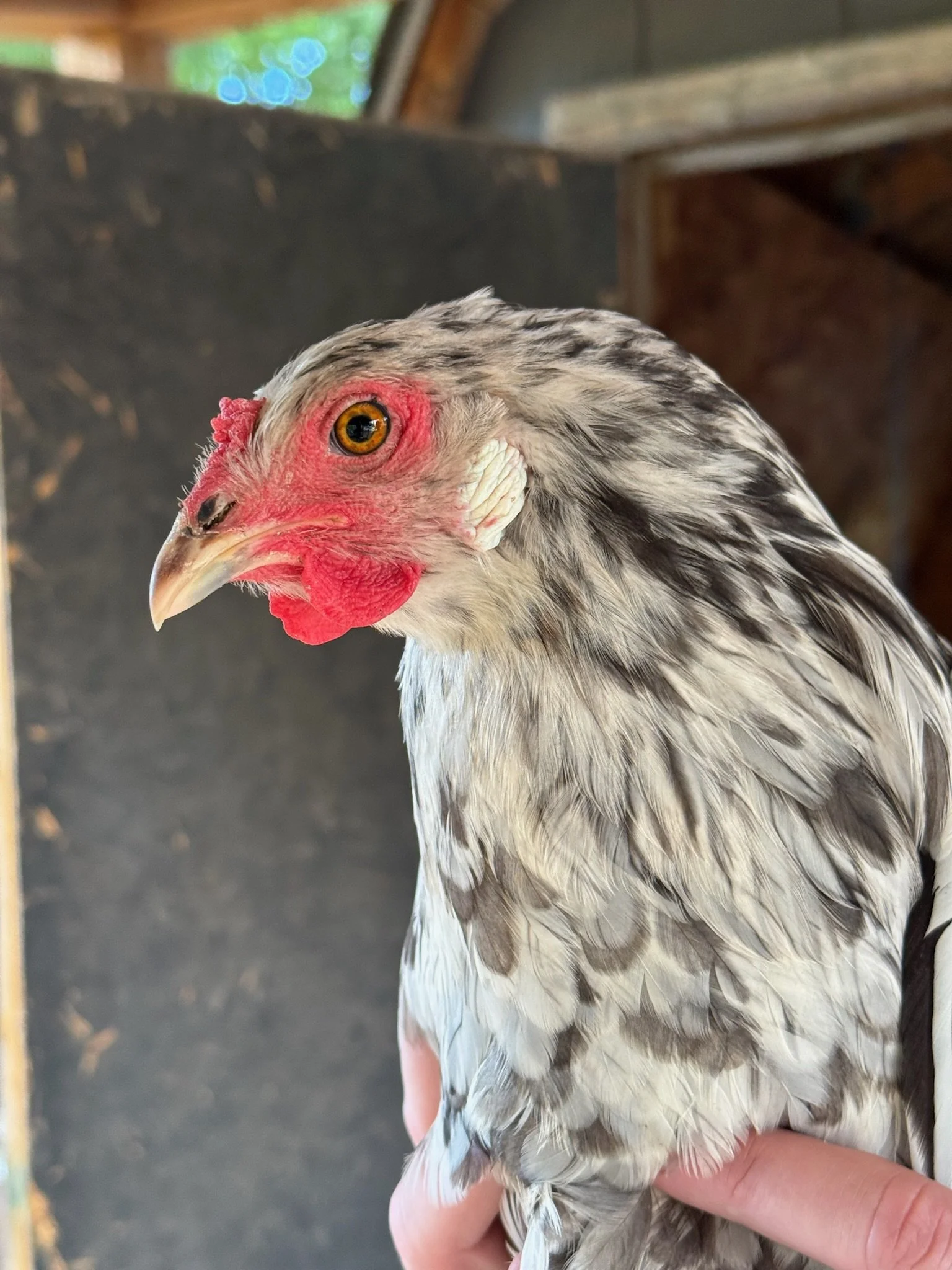 A close-up of a chicken's head showing its yellow eye, red comb, and detailed feathers being held by a person's hand.