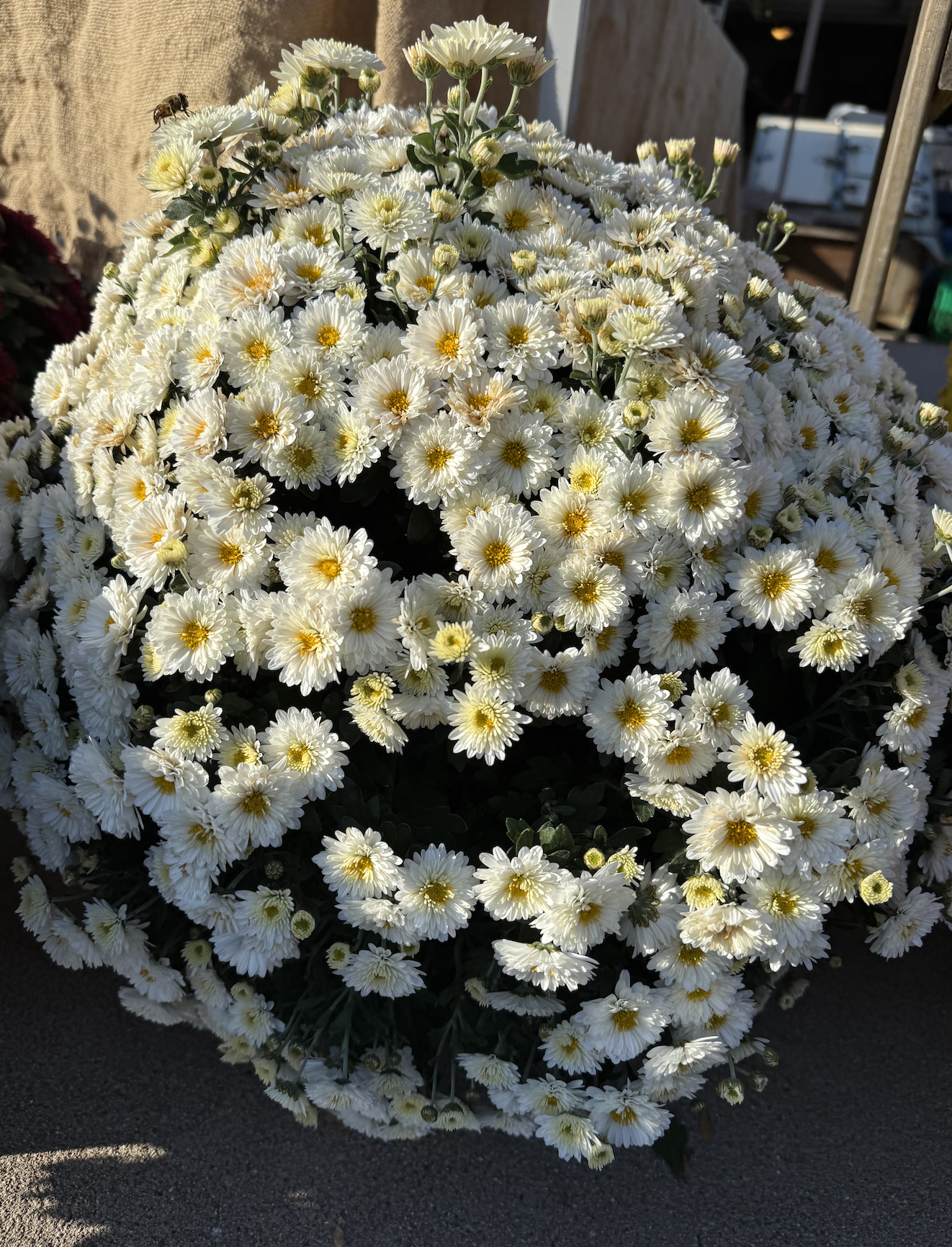 White Mum.png