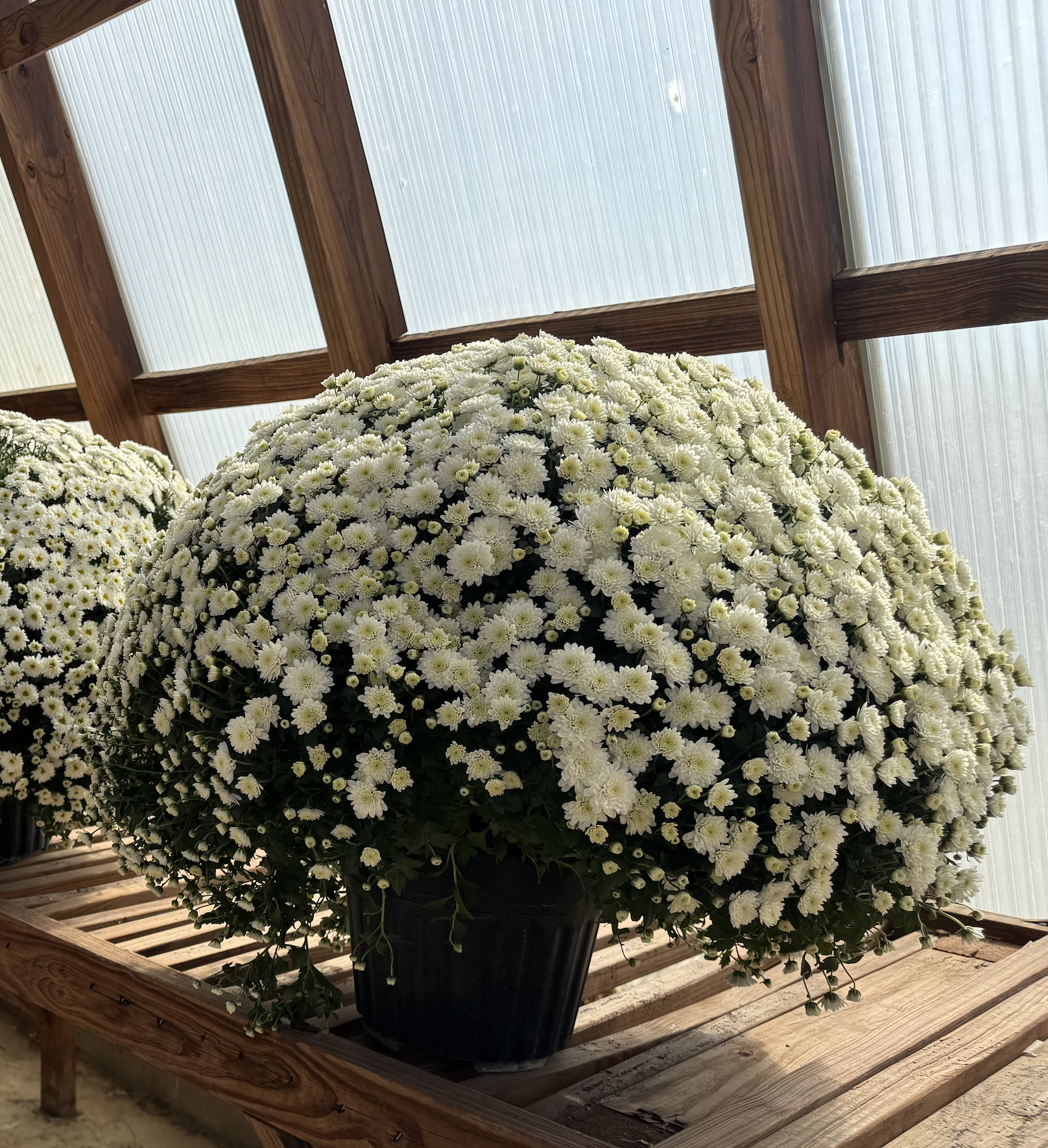Chrysanthemum Mum