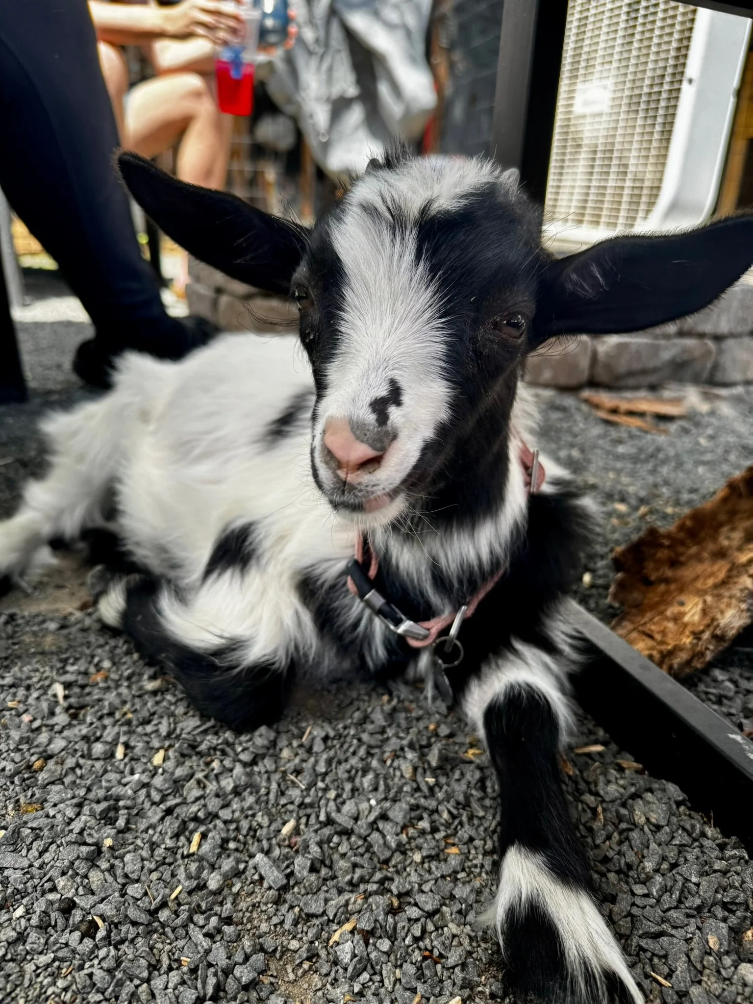 A black and white goat lying on gravel with a person sitting nearby in the background.