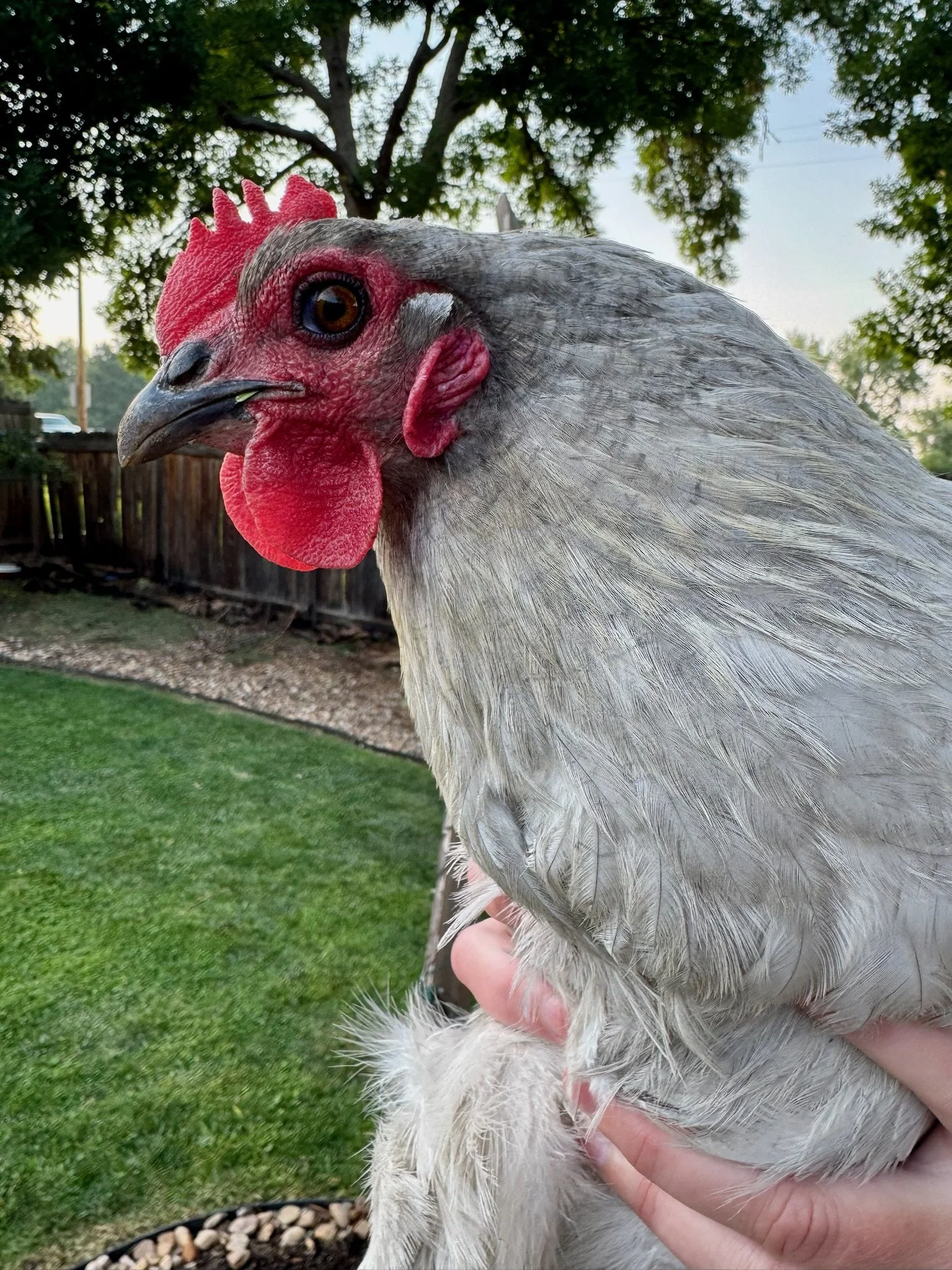 Close-up of a rooster held by a person's hand outdoors, with trees and a wooden fence in the background.