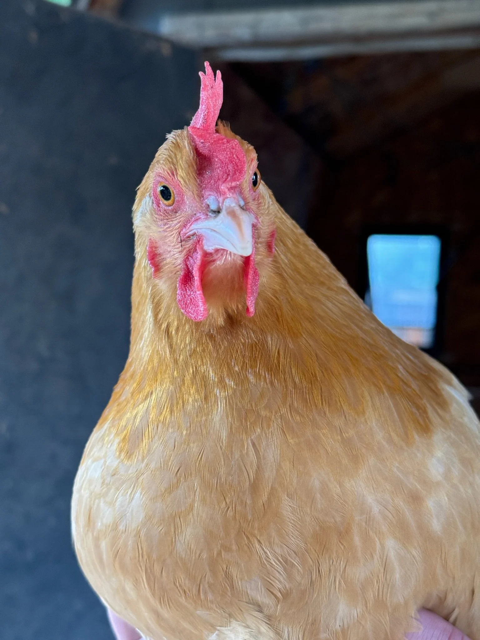 Close-up of a chicken with light brown feathers, pink comb, and wattles, facing the camera.