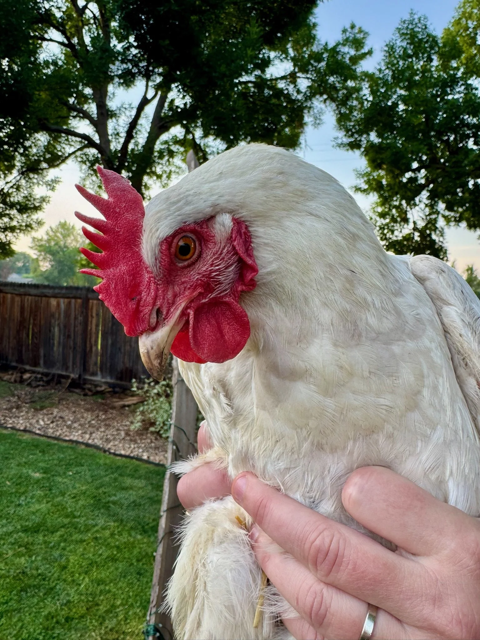 A person holding a white chicken with red facial features outdoors, with trees and a wooden fence in the background.