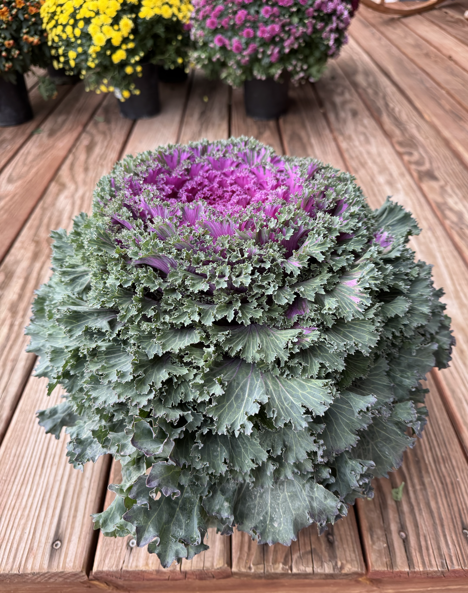 Flowering Kale Nagoya