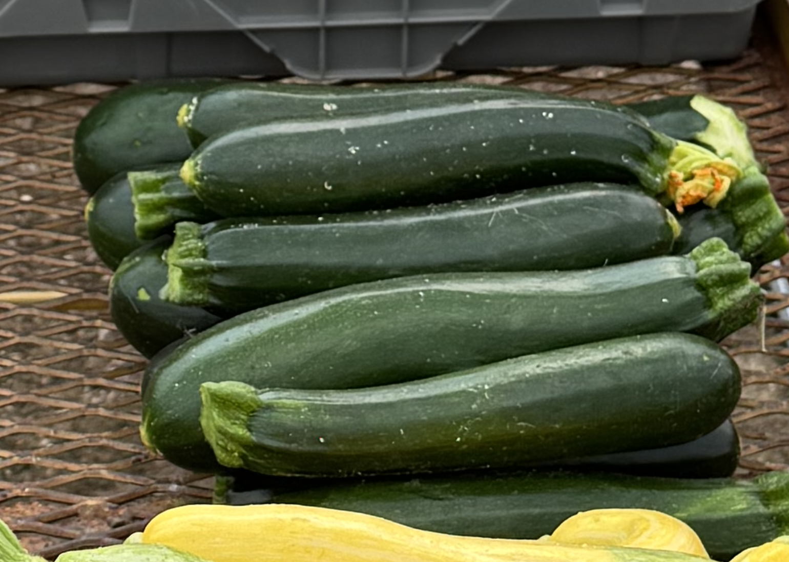 Zucchini