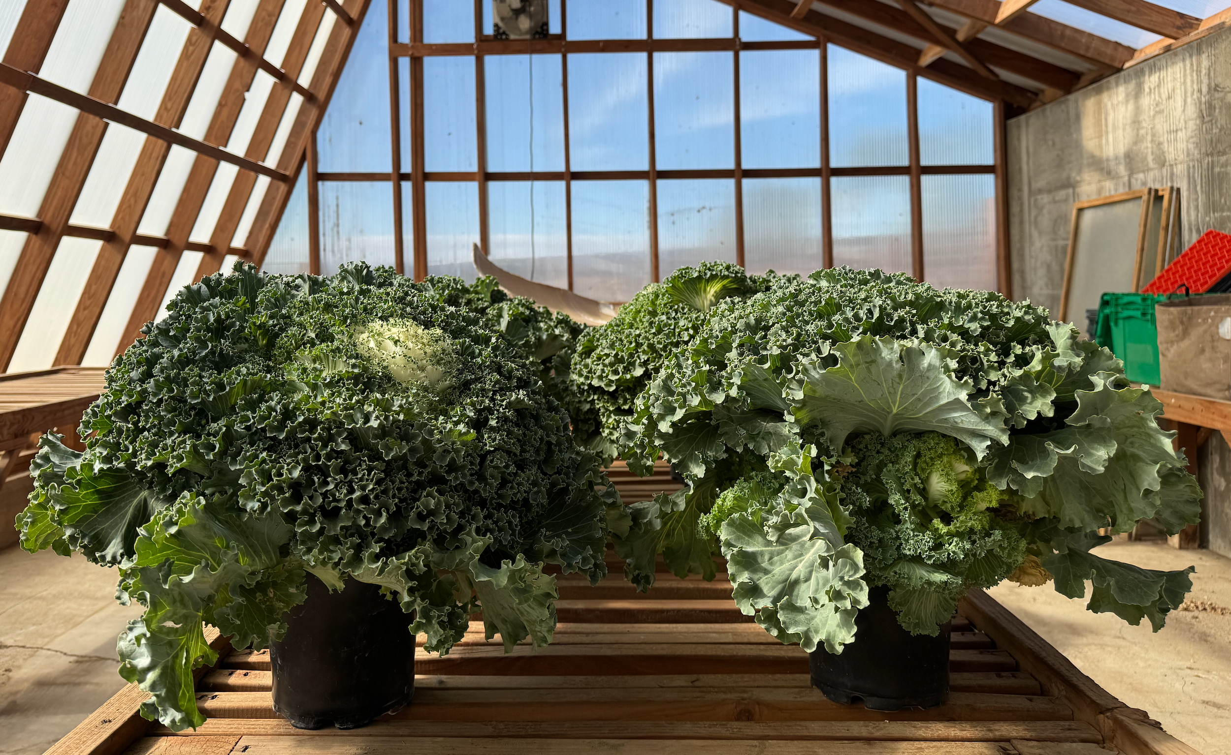 White+Kale.png