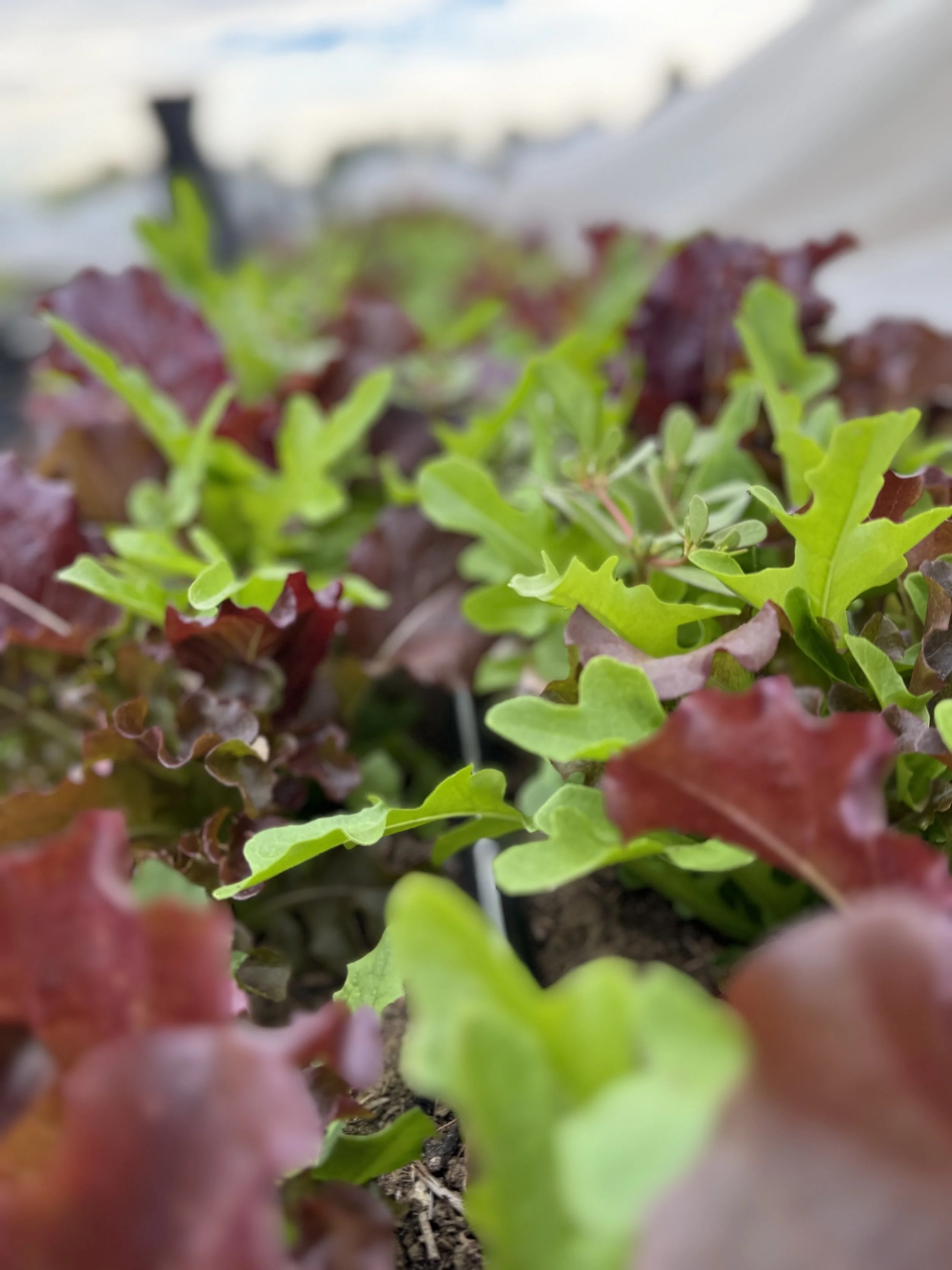 Salad Mix