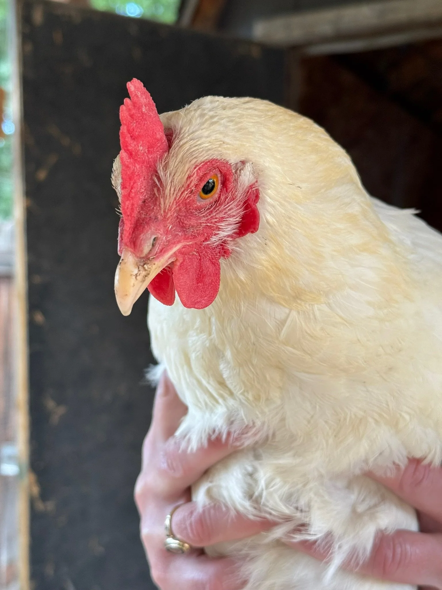 A person holding a white chicken with a red comb and wattles, standing inside a dark barn or coop.