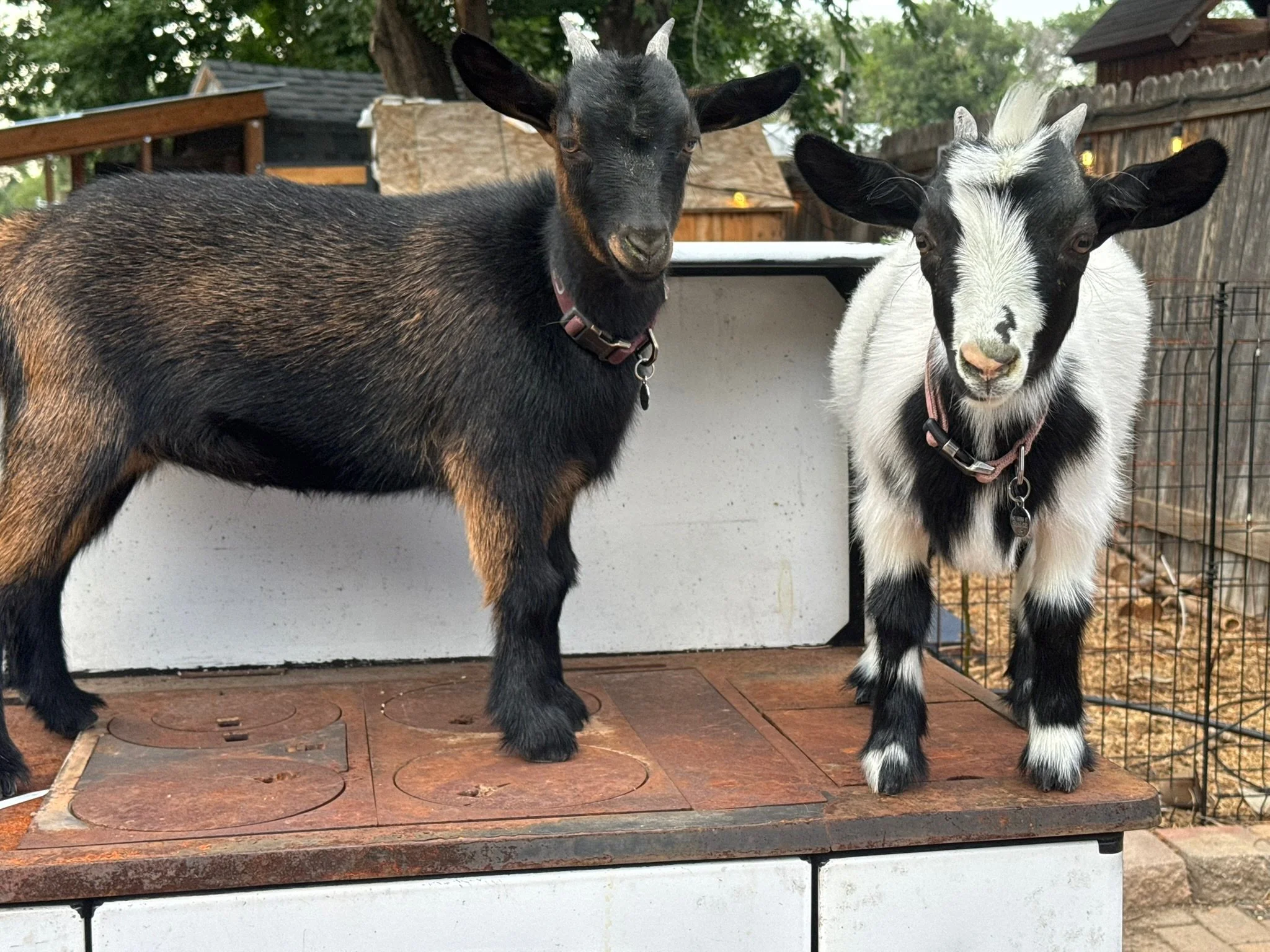 Two goats, one black and brown and the other black and white, standing on a platform outdoors with a wooden fence and trees in the background.
