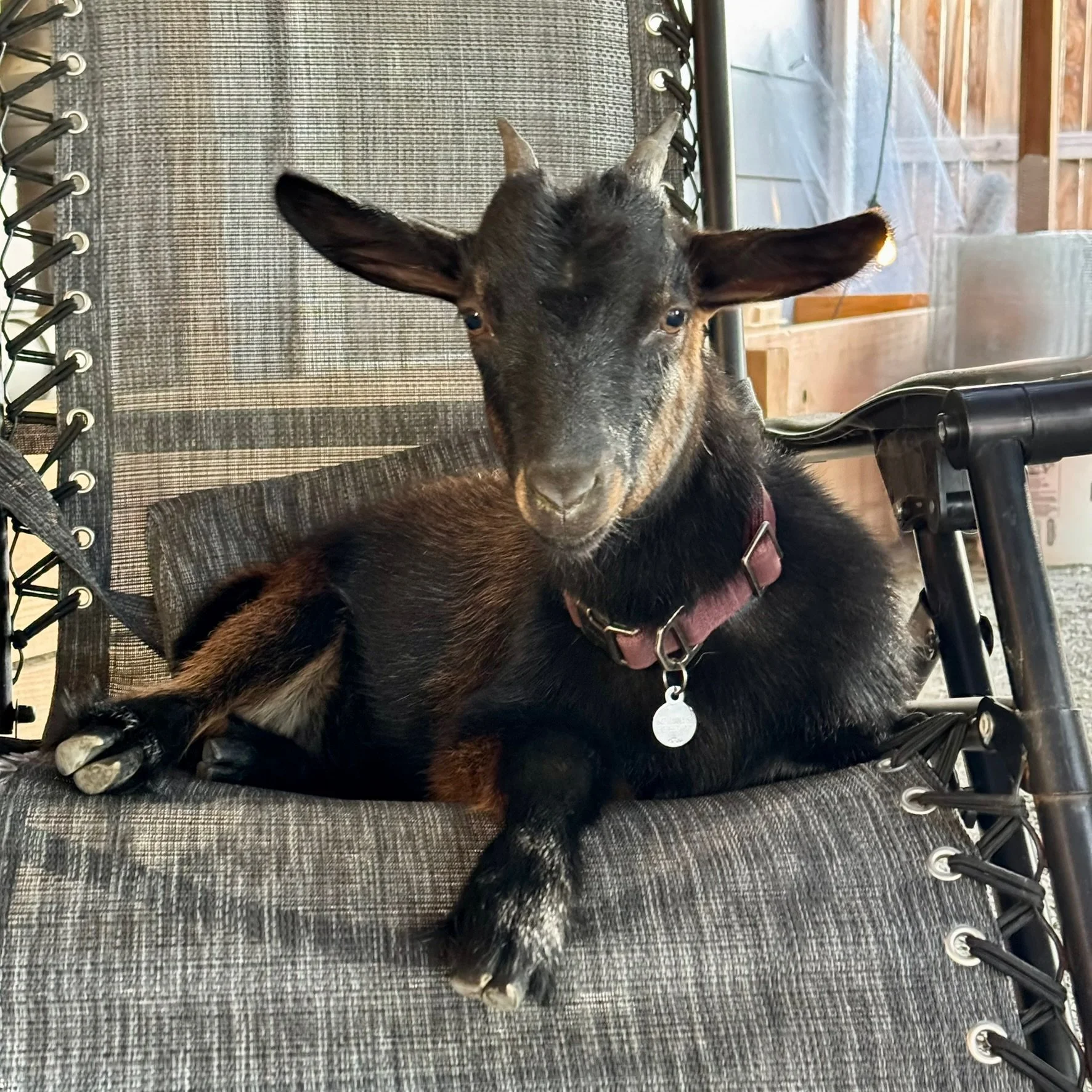 A young black and brown goat lying on a gray outdoor chair with a metal frame, with wooden fencing and a brick wall in the background.