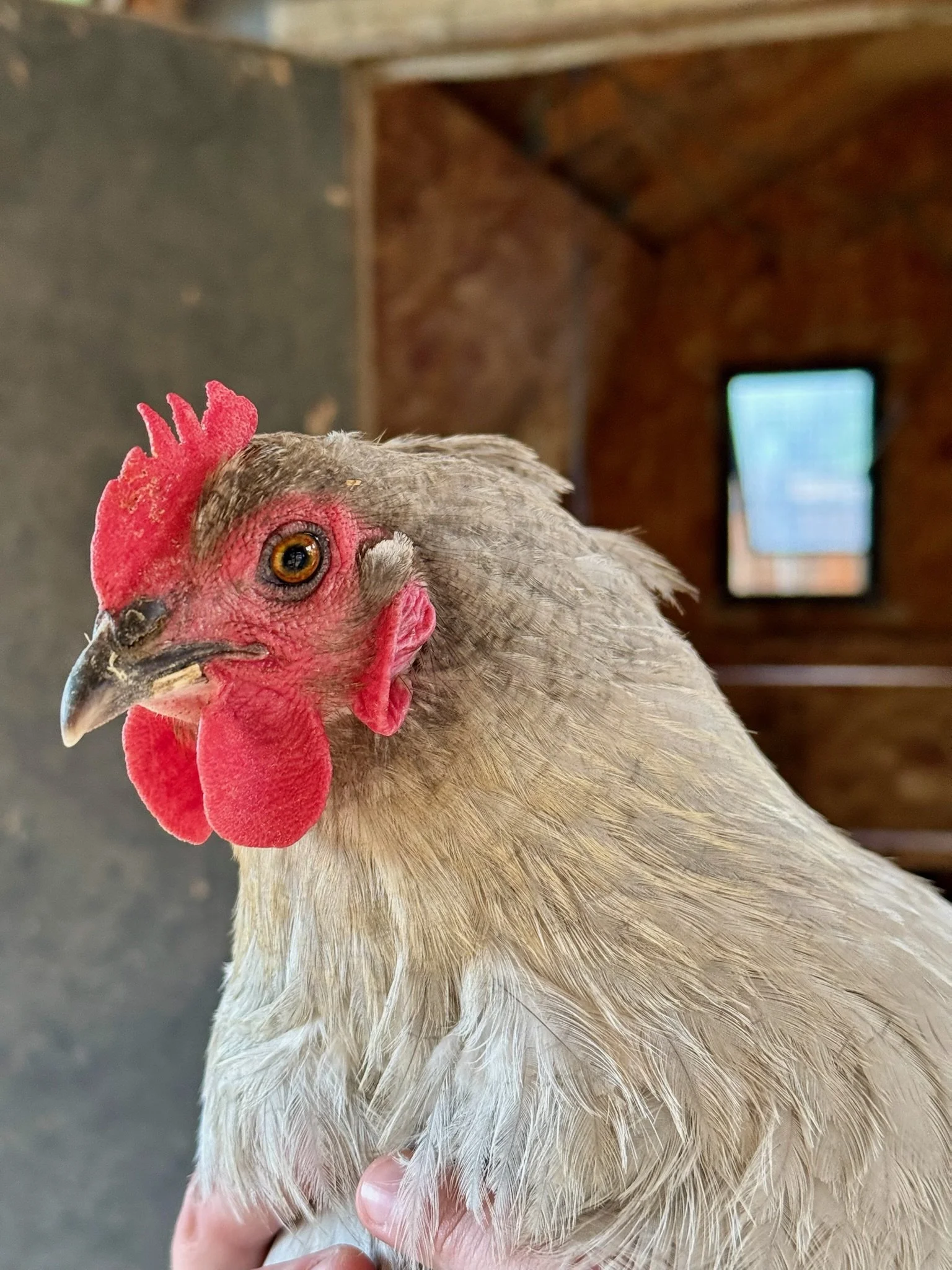Close-up of a hen with light-colored feathers, red comb, and wattles. The hen is being held gently by a hand. The background shows a barn-like structure with a window.