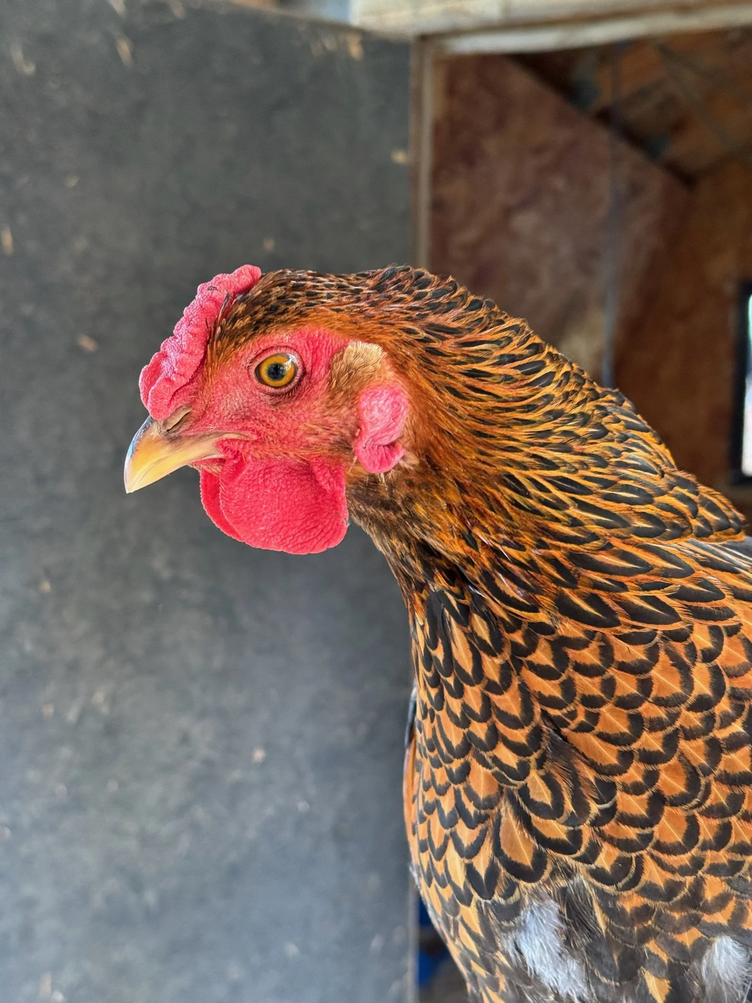 A close-up image of a rooster's head and upper body, showing its red comb, wattles, sharp beak, and orange and black feather pattern on its body. The background appears to be a farm or barn setting with walls and a window.