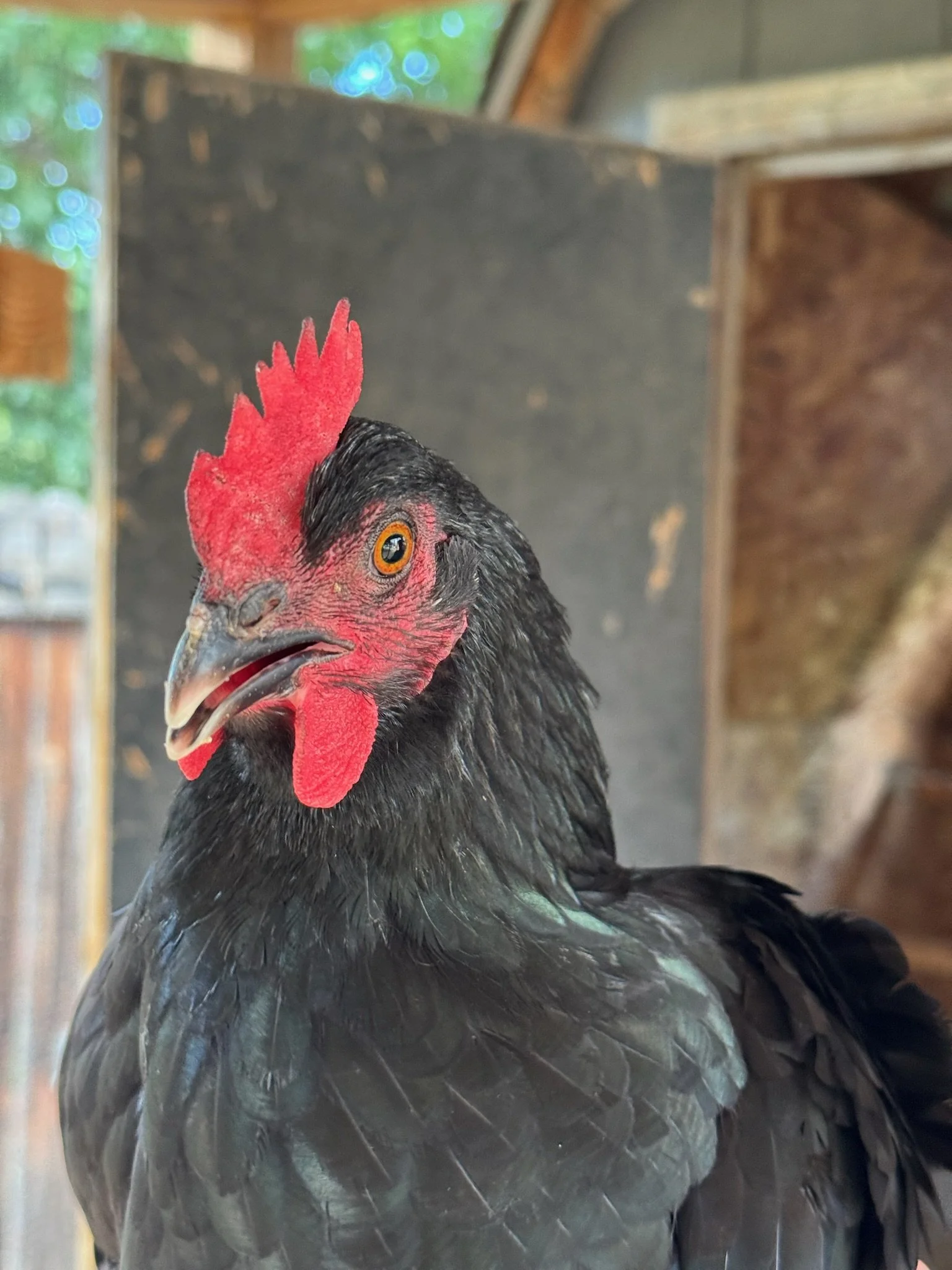 Close-up of a black rooster with a red comb, orange eyes, and black feathers, inside a wooden coop or enclosure.