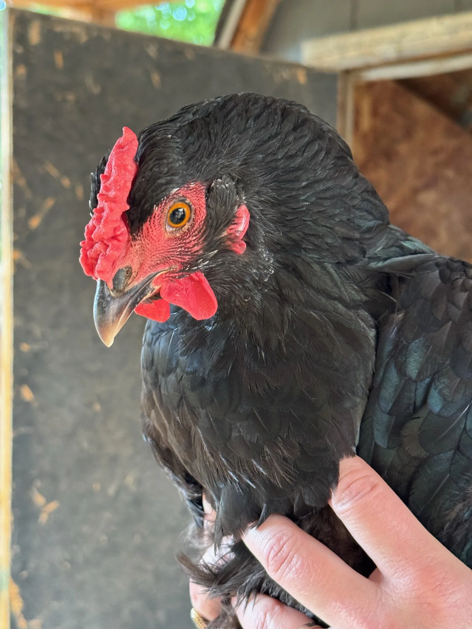 A person holding a black chicken with red comb and wattles, close-up of the chicken's head and body inside a wooden structure.