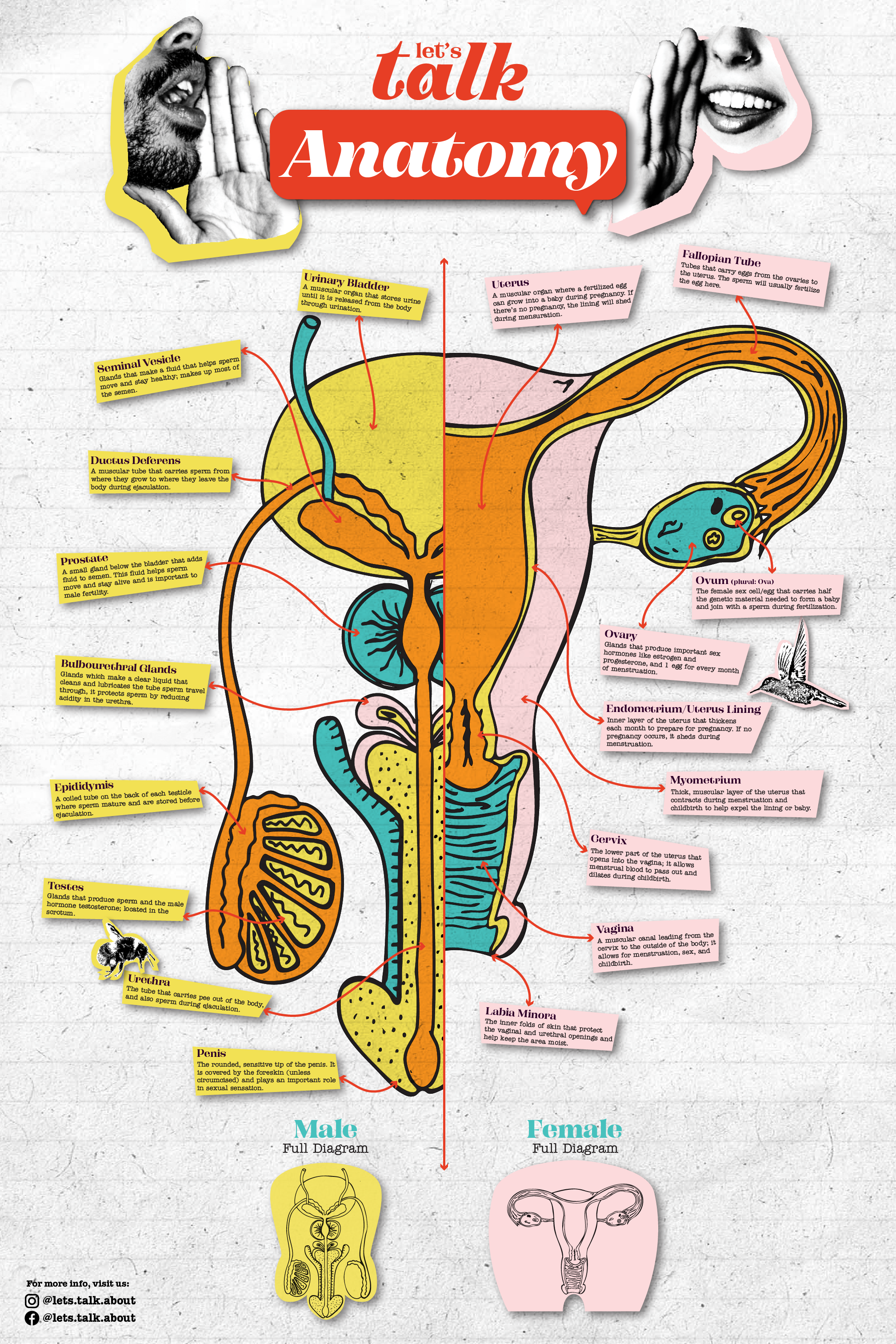Let's Talk Anatomy - A realistic graphic pointing out each male and female anatomy, providing crucial information about the working parts of the sexual organs.