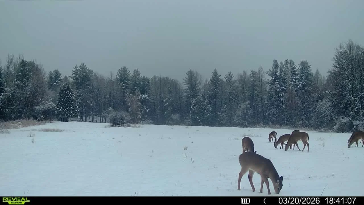 Herd of deer grazing in snow-covered field with trees in the background during winter.