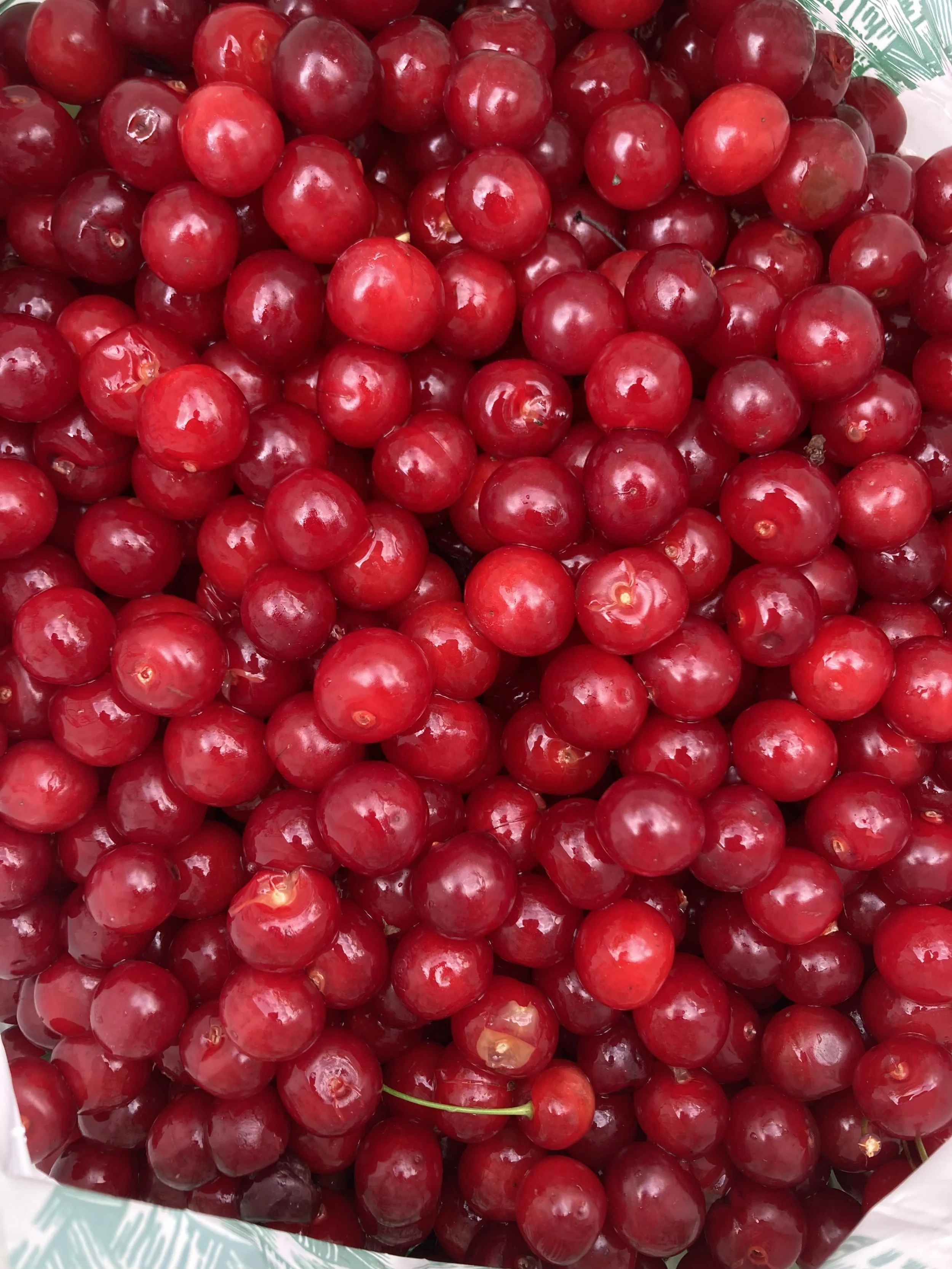 A close-up of fresh red cherries in a bag.