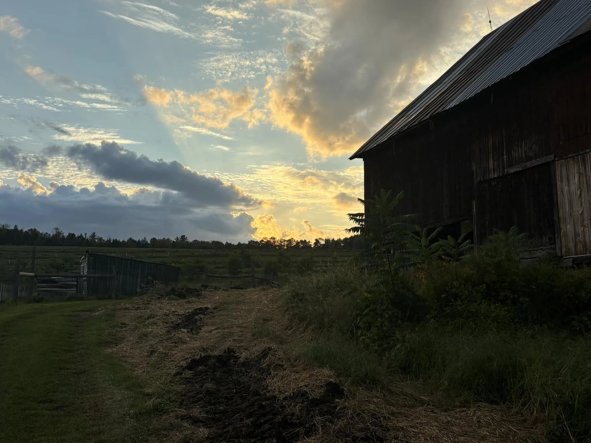 A barn with a metallic roof is situated on the right side of the image, with lush green plants and trees nearby. The sky is mostly cloudy with patches of sunlight breaking through, creating a warm glow.