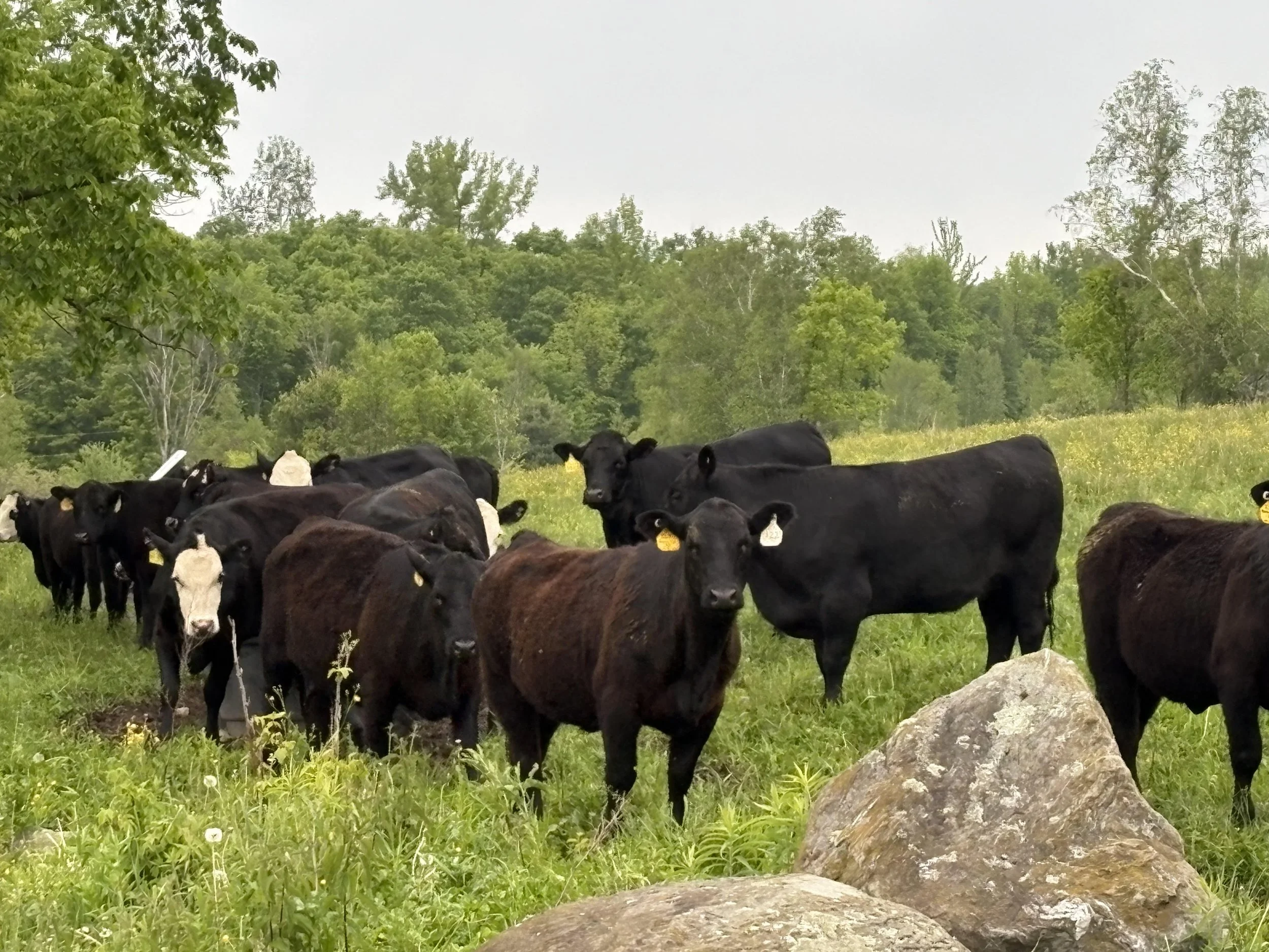 A herd of black cattle grazing on a grassy field with rocks and trees in the background under a light gray sky.