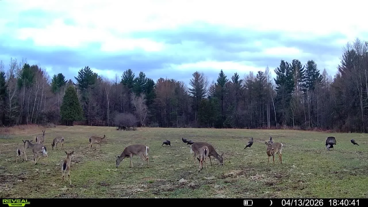 Deer grazing in a grassy field with a forest and cloudy sky in the background.