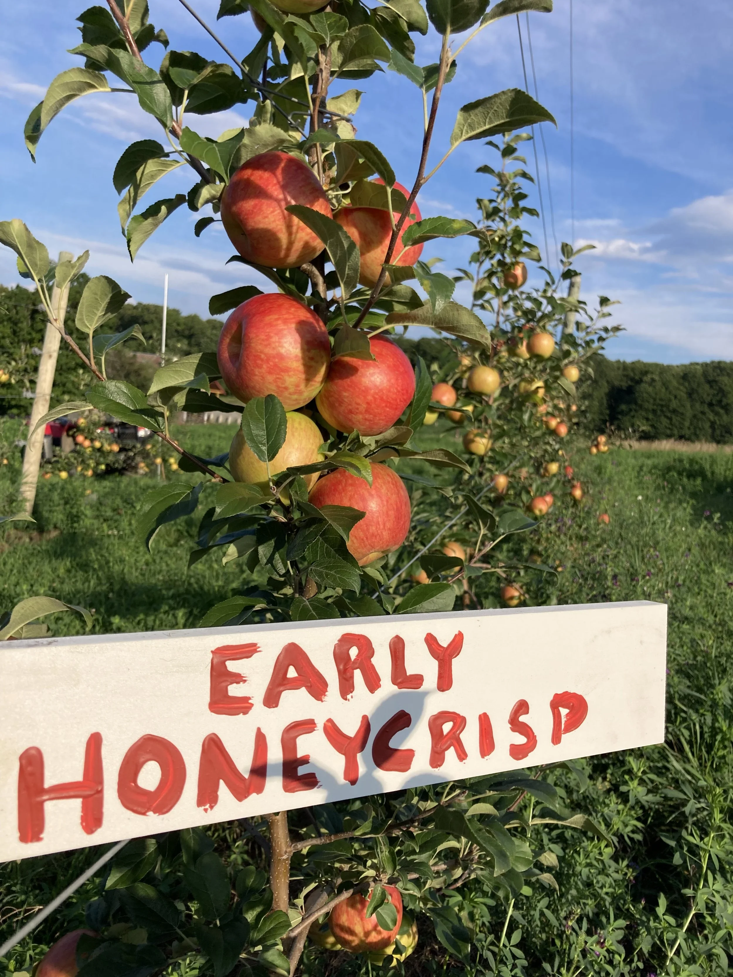 Apple trees in an orchard with ripe apples hanging from the branches and a sign in front that reads 'Early Honeycrisp'.