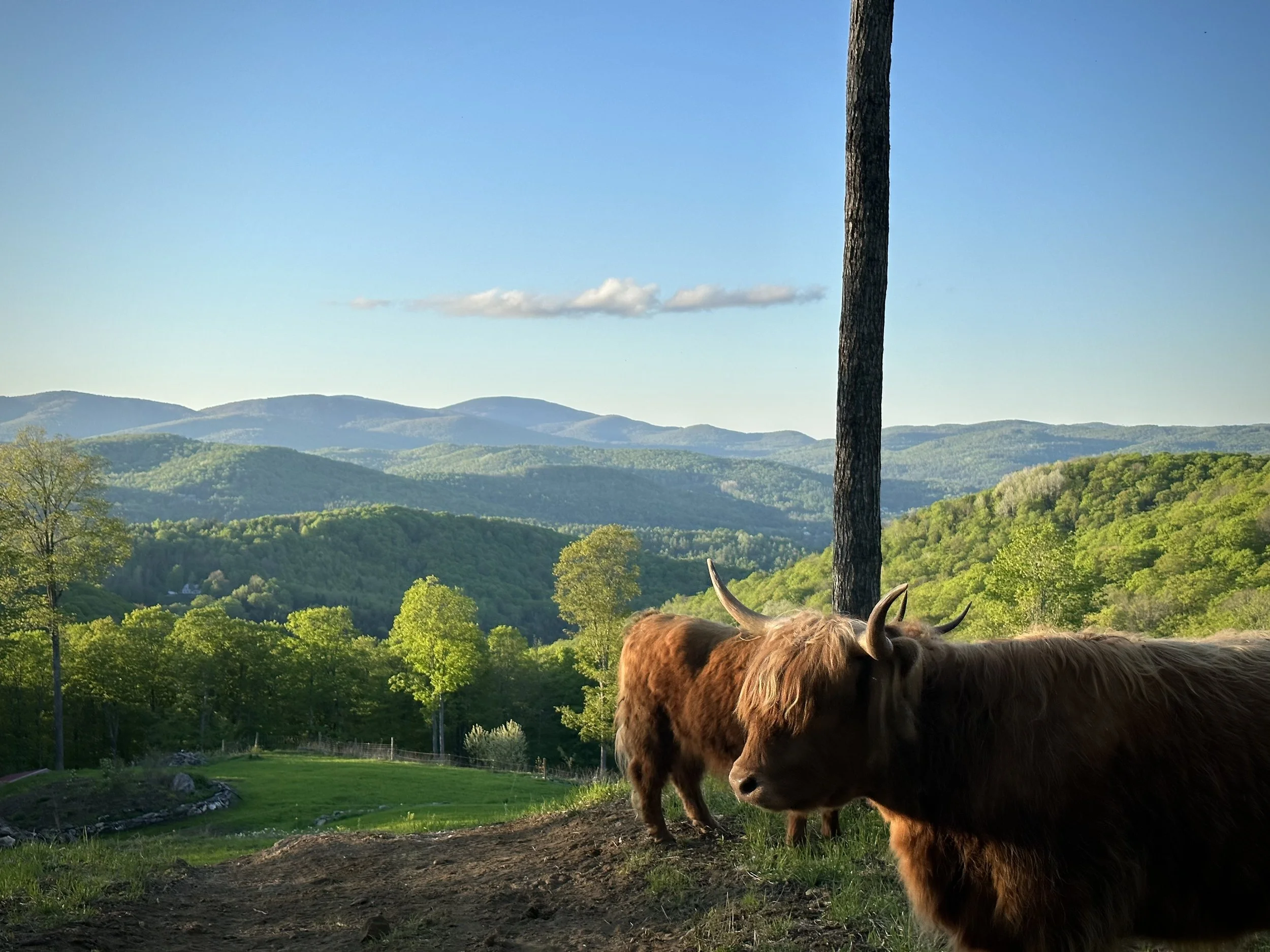 View of a landscape with green trees, rolling hills, and mountains under a blue sky with a few clouds. In the foreground, part of a cow with brown fur and horns is visible.