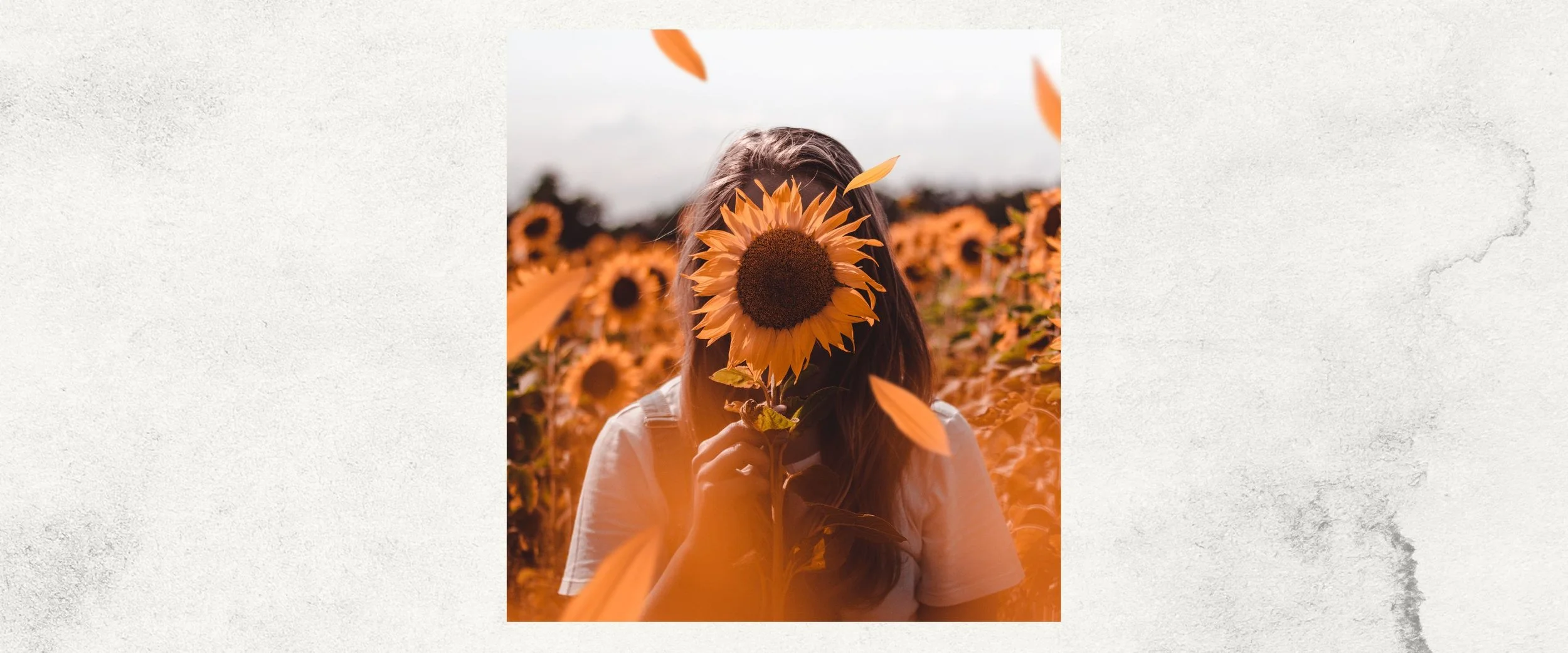 A woman holding a sunflower in front of her face in a sunflower field, with some sunflower petals falling in the air.