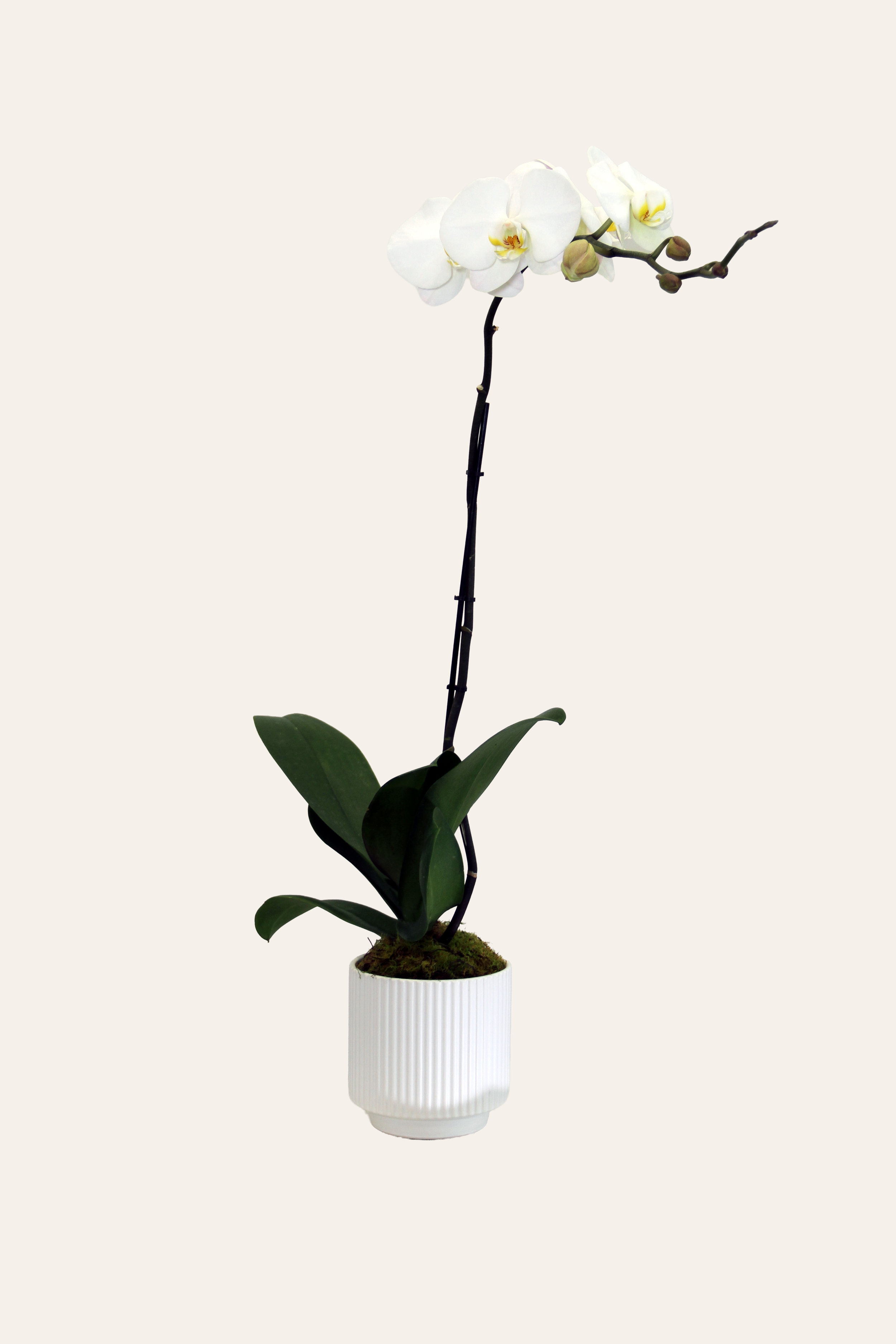 Simply Orchid