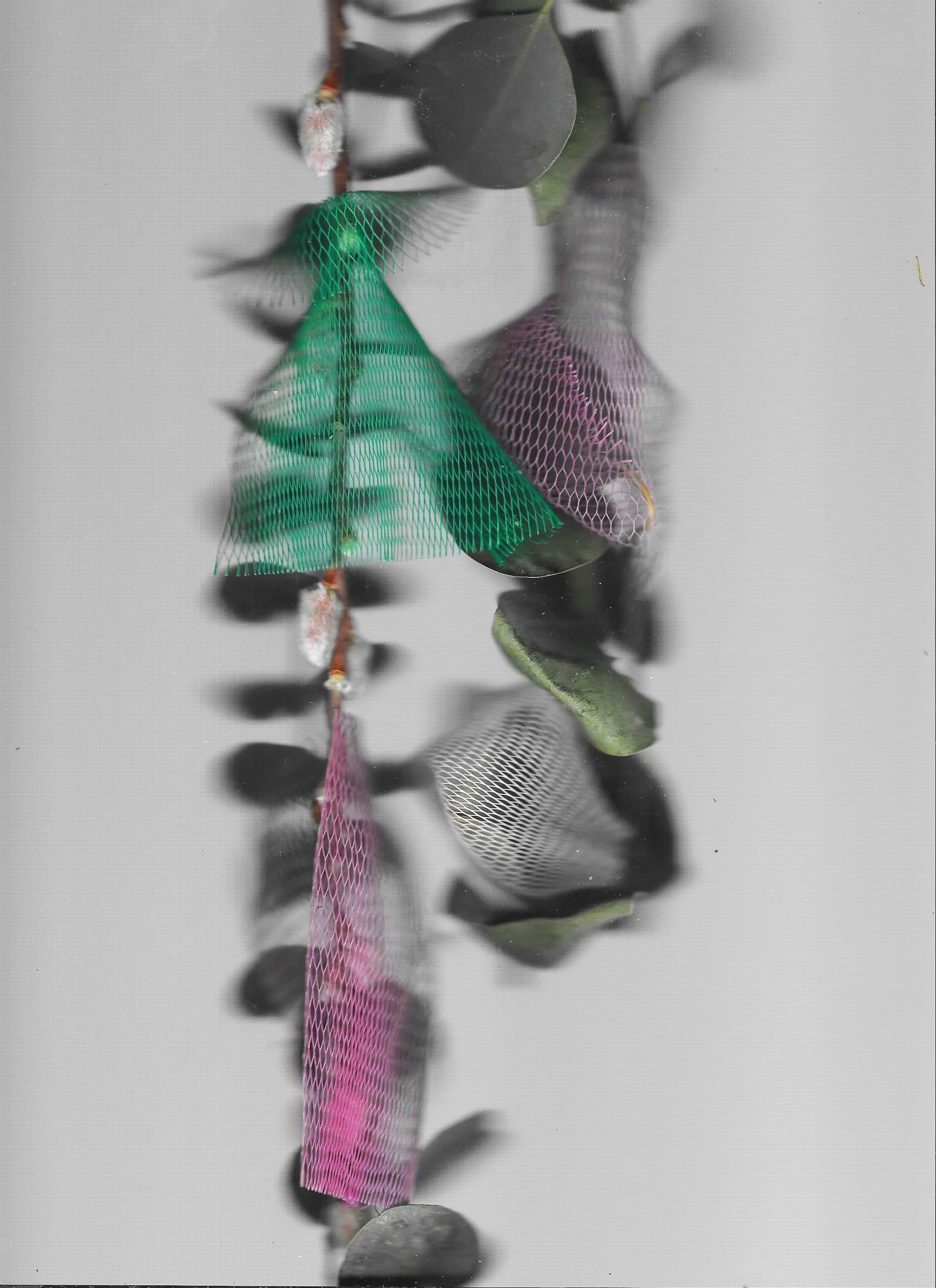 Close-up of leaves and elongated insects on a reflective surface with mesh fabric.