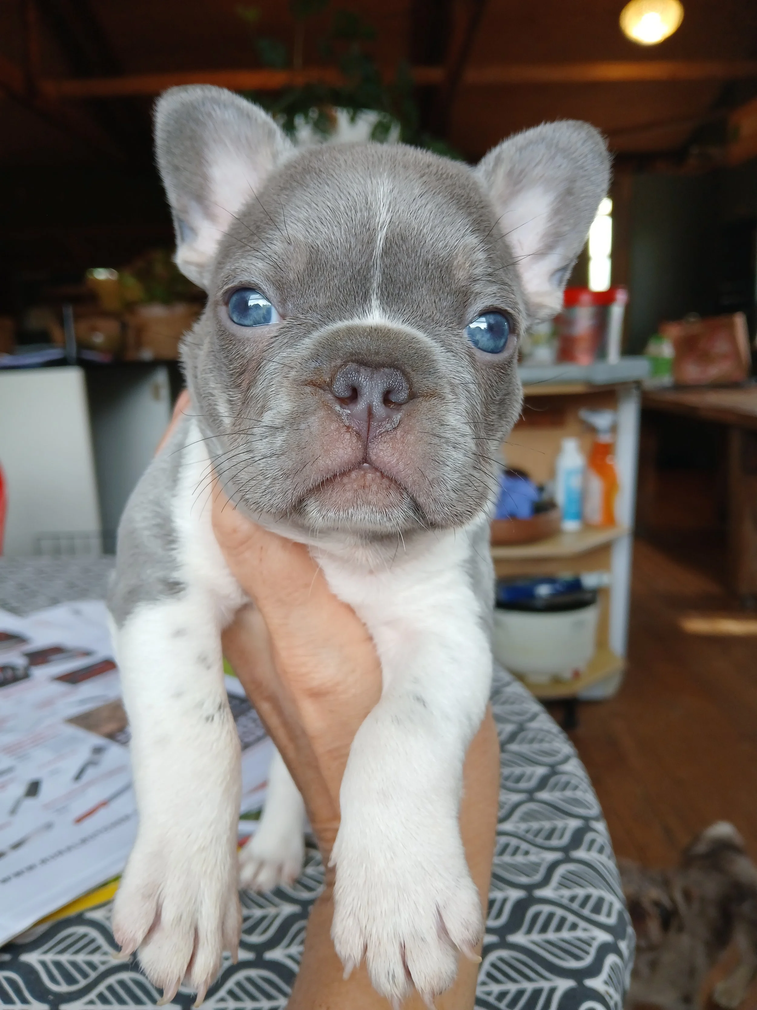 Lilac pied coloured French Bulldog puppy bred by Le Epitome Kennels in Waikato, New Zealand, shown being held in a woman’s hand. This puppy was previously available for sale and is now sold.