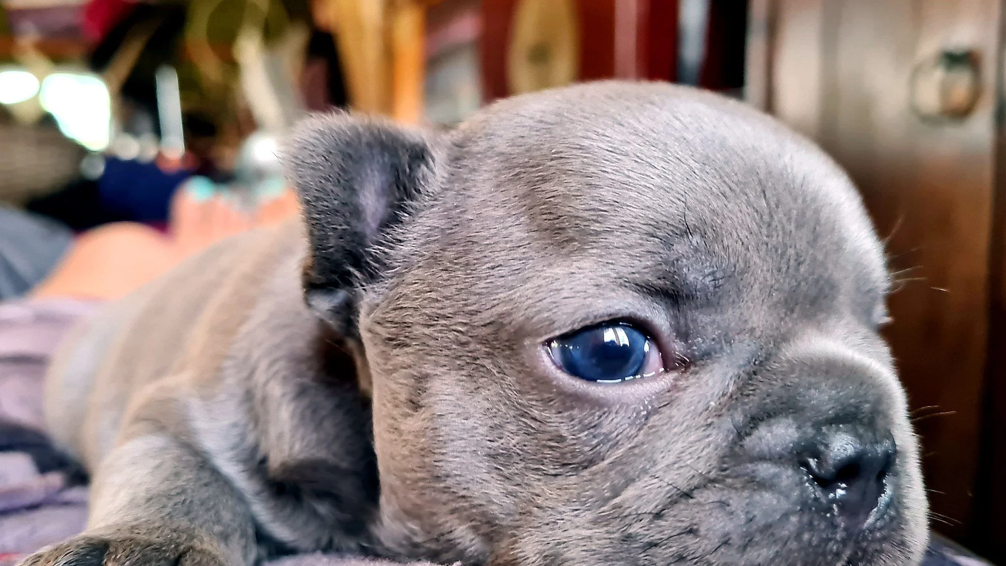 lek_waikato_blue_french_bulldog_puppy_sleepy_home.jpg