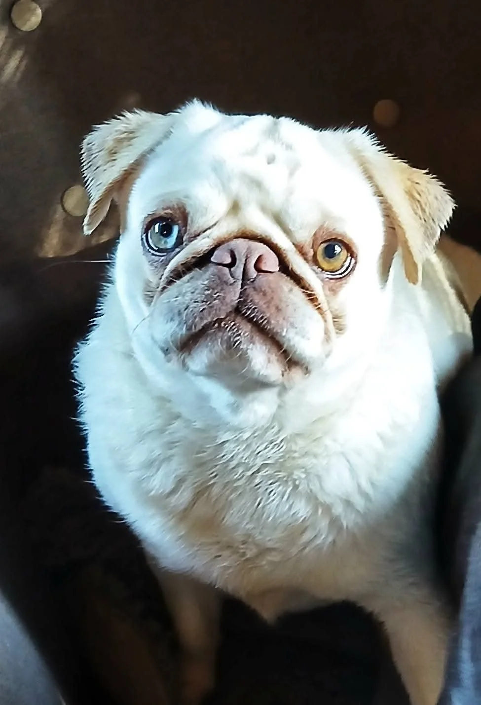 Cinnamon, a chocolate cream merle Pug female at Le Epitome Kennels