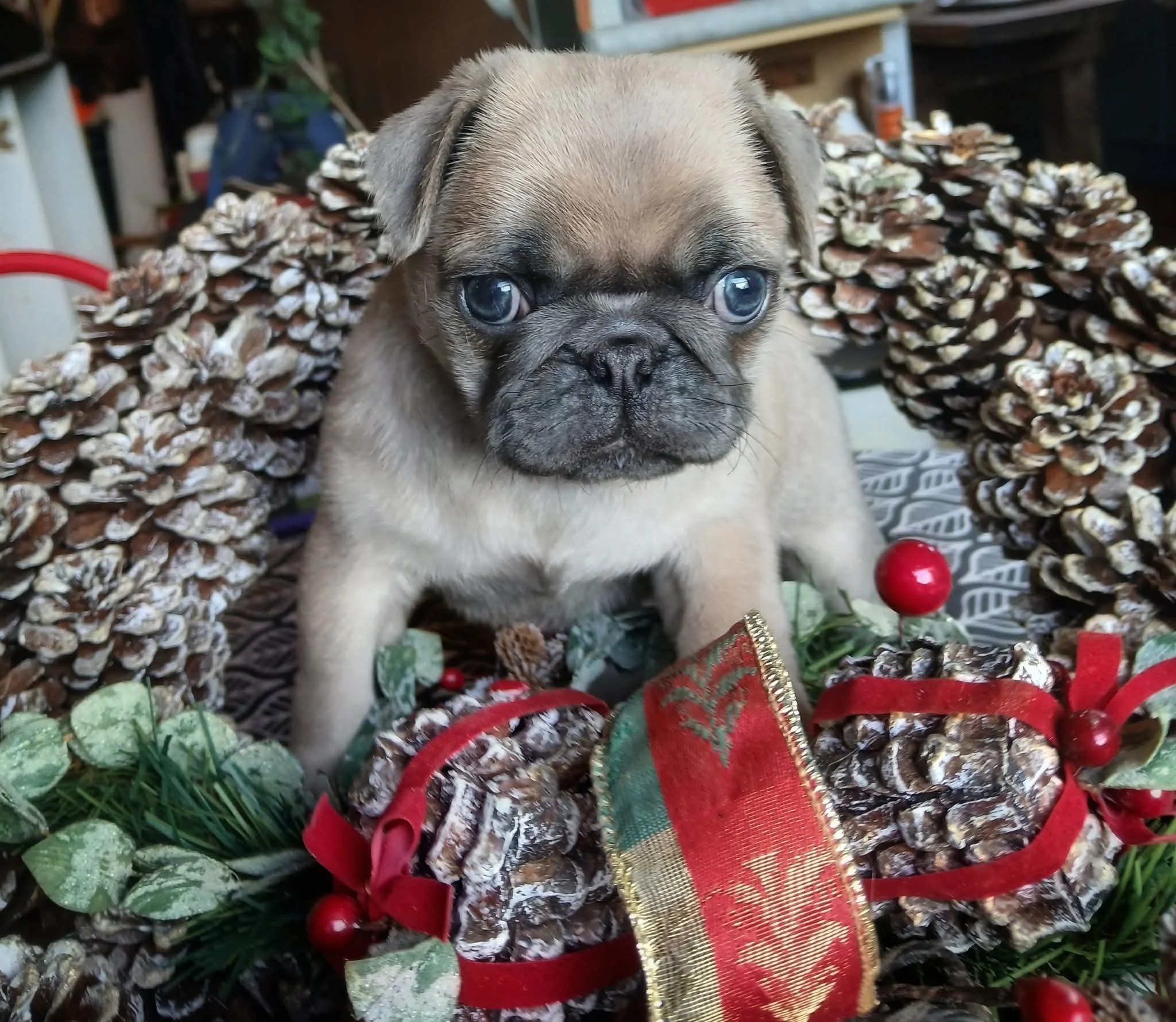 Close-up of a blue fawn coloured Pug puppy with blue eyes, sitting among Christmas decorations with red ribbons and ornaments. Merry Christmas from Le Epitome Kennels in Waikato, New Zealand.