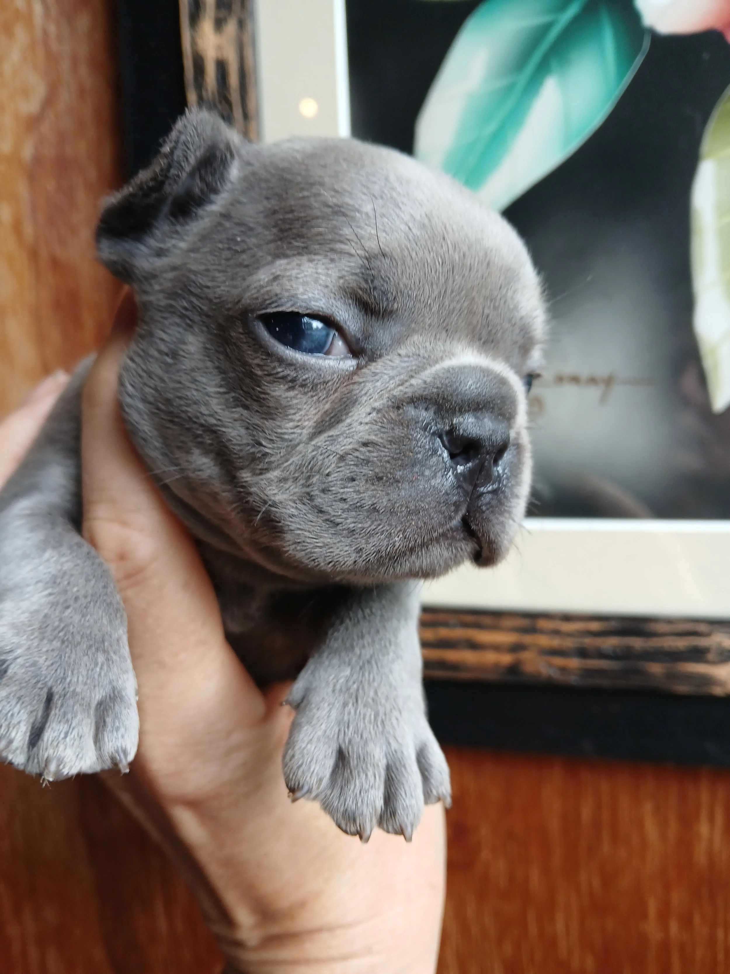 Blue brindle coloured French Bulldog puppy carrying dilute intensity, bred by Le Epitome Kennels in Waikato, New Zealand, and shown being held in a woman’s hand. The dilute intensity influence gives his coat a soft, lighter-toned blue expression. Thi
