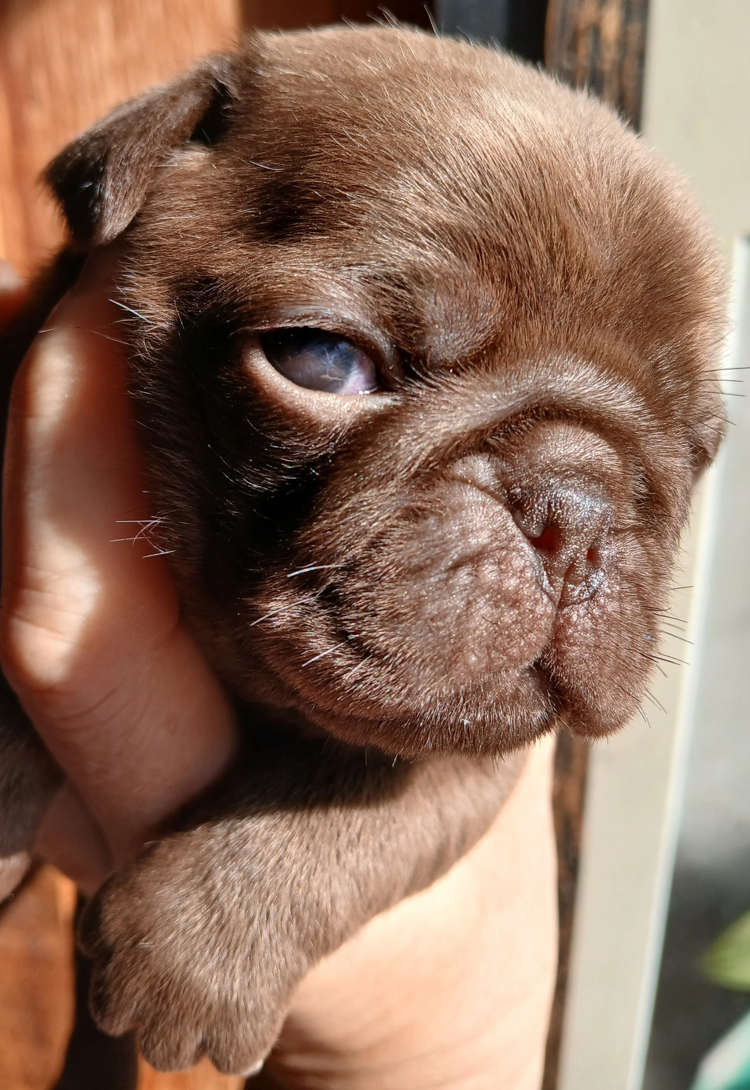 Chocolate Pug Puppy for sale by Le Epitome Kennels