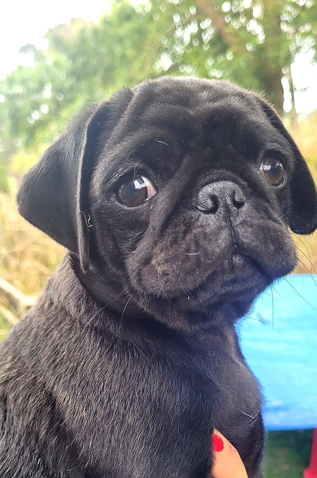 lek_black_pug_puppy_coco_storm_litter_waikato_nz.jpg