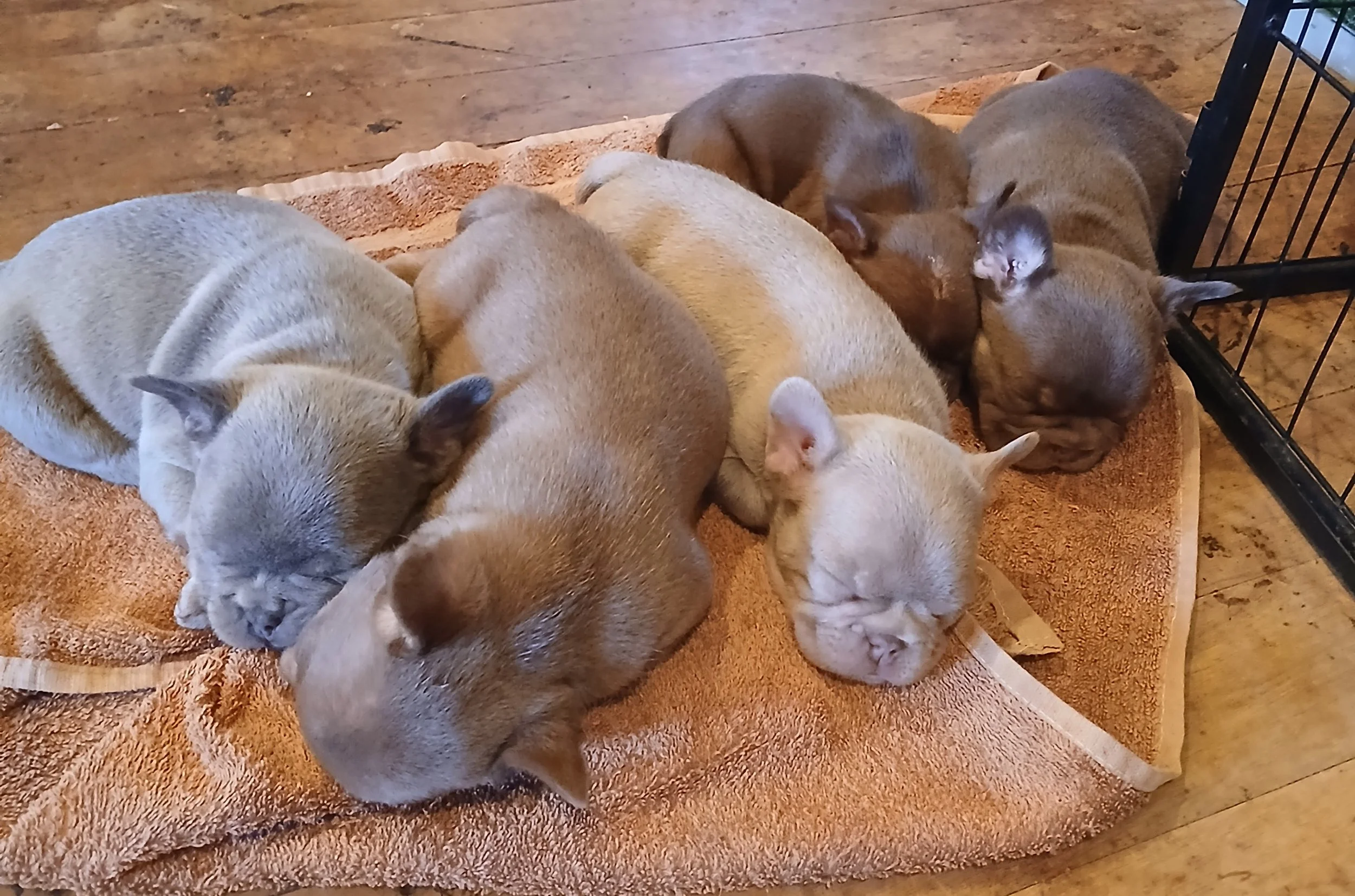 Five coloured French Bulldog puppies bred by Le Epitome Kennels in Waikato, New Zealand, shown asleep together on the floor. The puppies include lilac, new shade rojo, isabella, rojo brindle, and rojo and tan. 