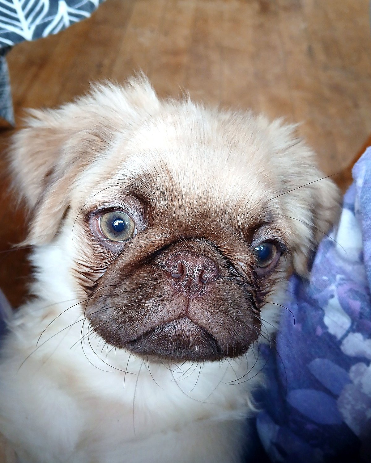 lek_chocolate_fawn_fluffy_pug_lucky_waikato_nz.jpg