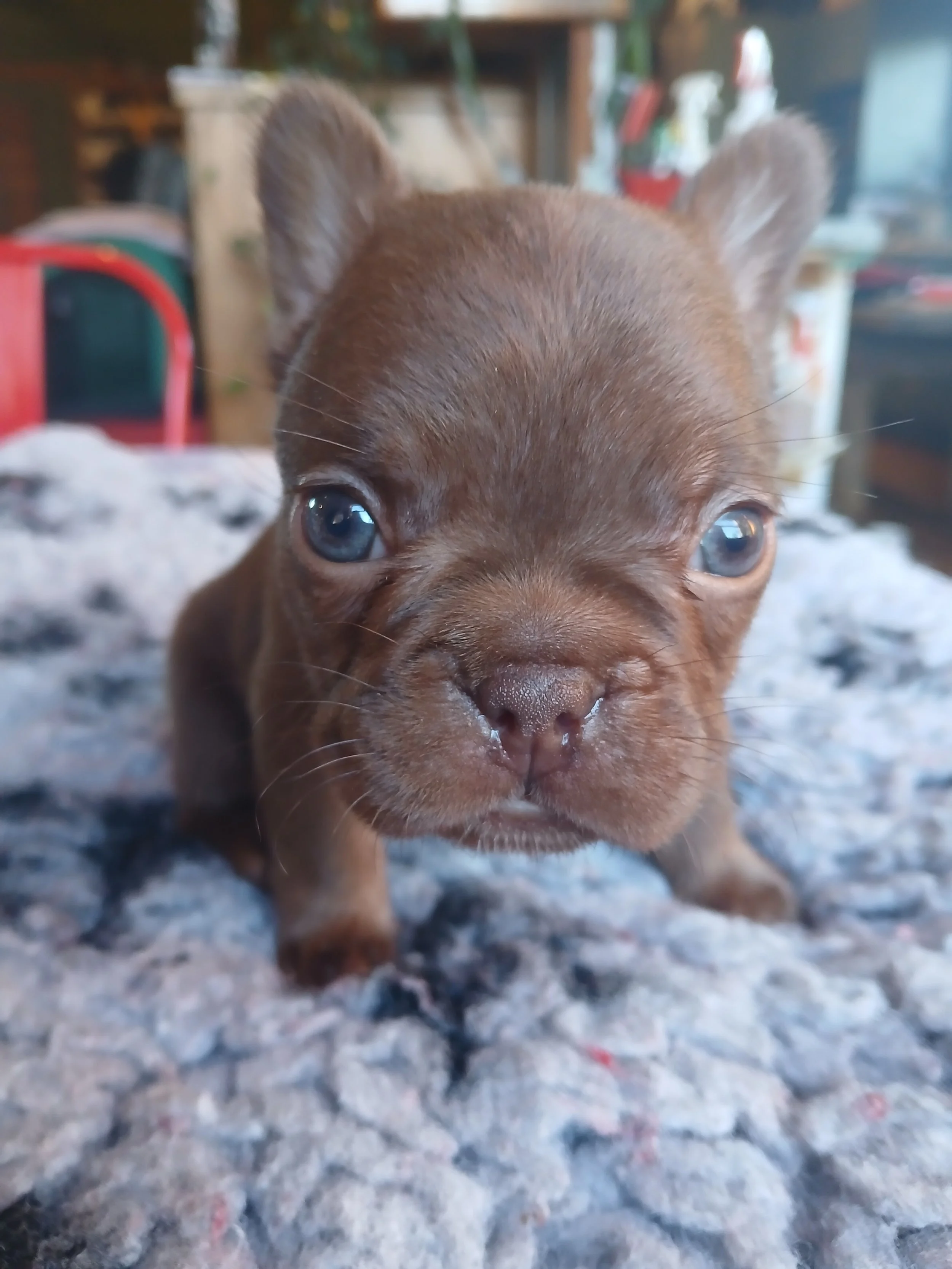 Rojo coloured French Bulldog puppy bred by Le Epitome Kennels in Waikato, New Zealand, shown sitting on a grey rug looking at the camera. This puppy was previously available for sale and is now sold.