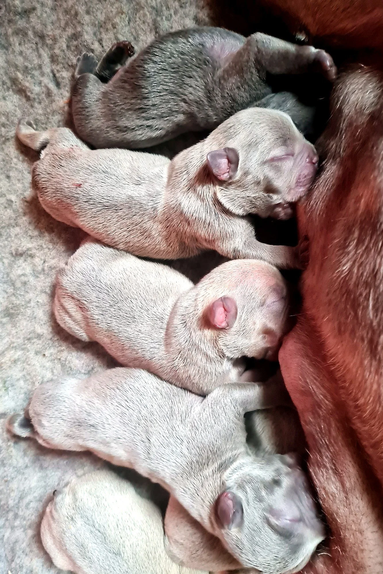 lek_waikato_coloured_french_bulldog_newborn_puppies_nursing.jpg