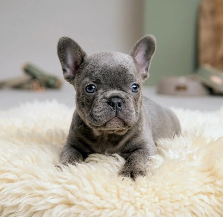 Blue French Bulldog bred by Le Epitome Kennels in New Zealand
