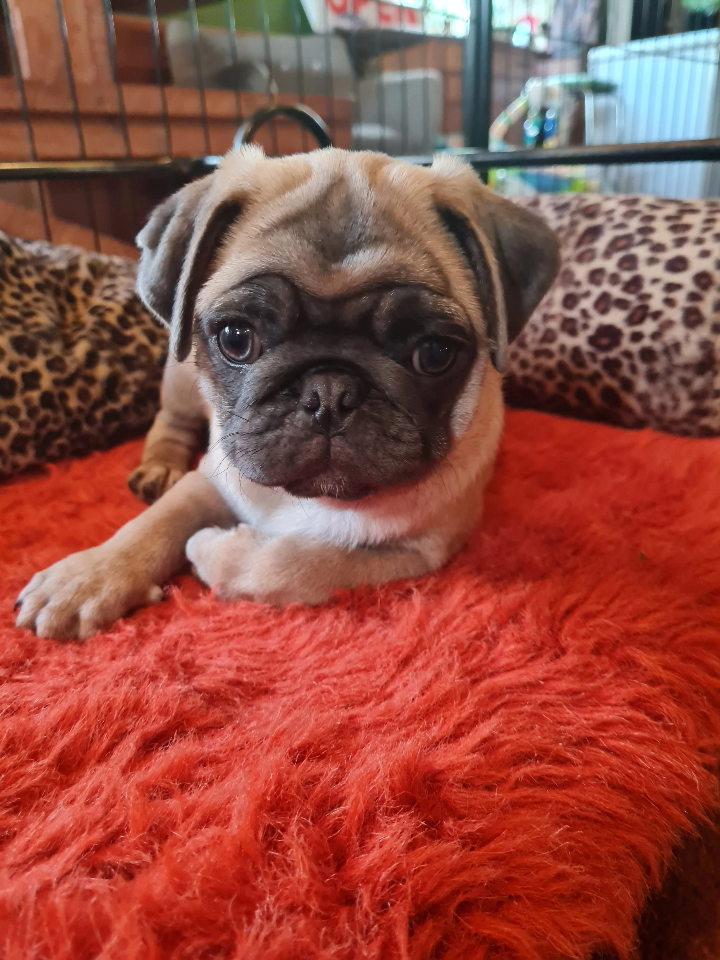 Storm as young pup use this 2.jpg