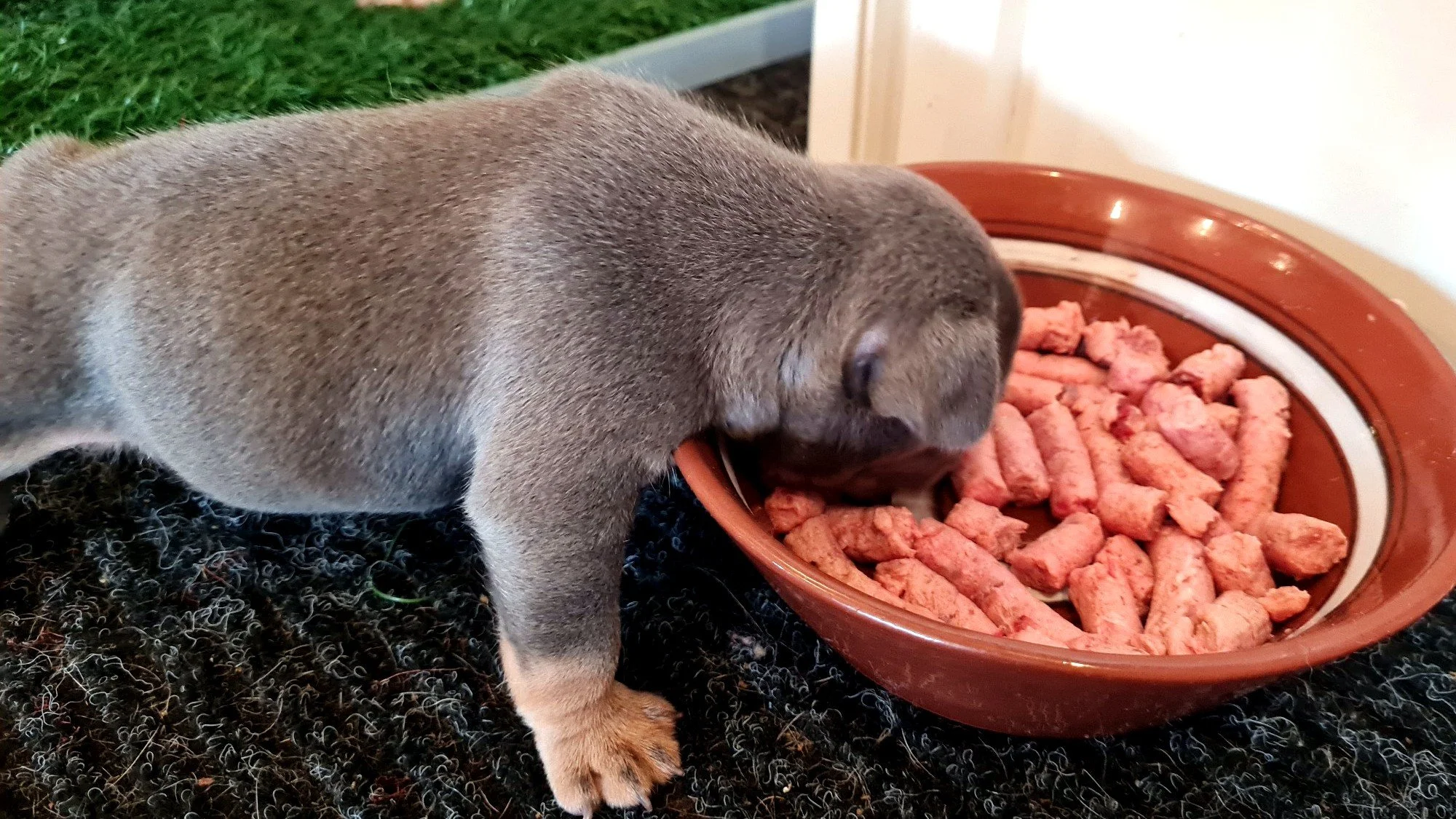 lek_waikato_blue_tan_french_bulldog_puppy_raw_feeding.jpg