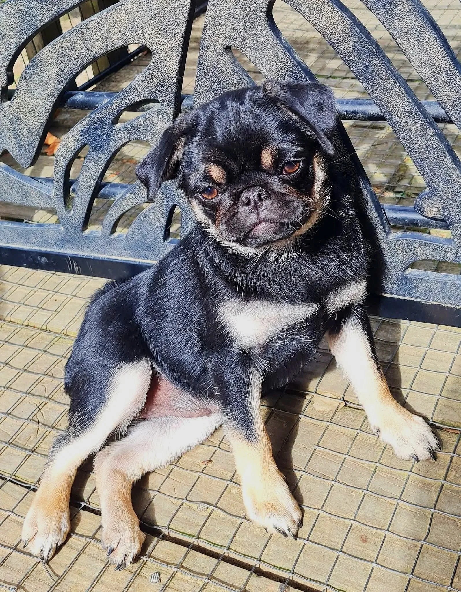 Black and tan coloured Pug puppy bred by Le Epitome Kennels in Waikato, New Zealand, sitting outdoors on a textured metal bench. Briefly available, now sold.