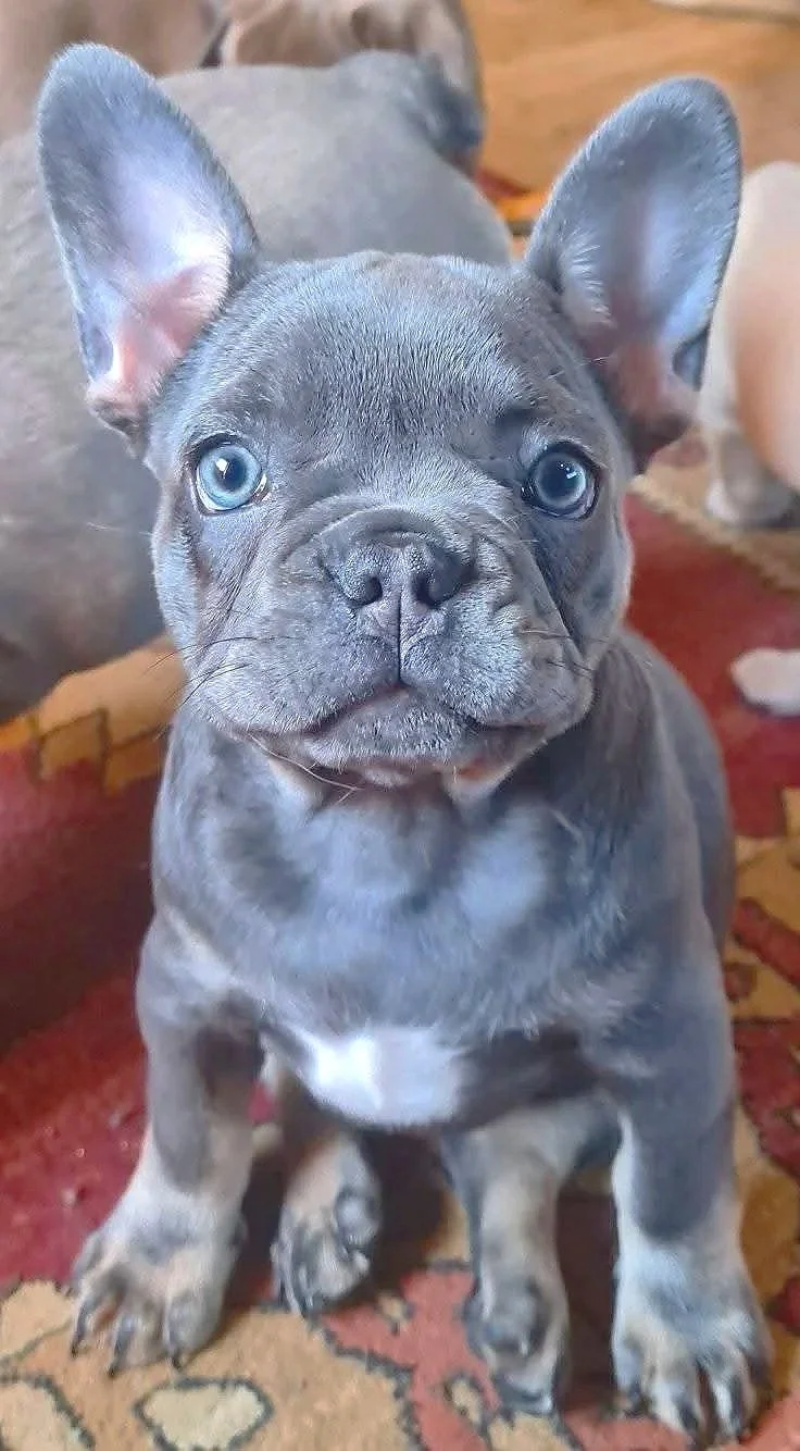 Blue and tan coloured French Bulldog puppy with blue eyes from Le Epitome Kennels in Waikato, New Zealand, looking directly at the camera.
