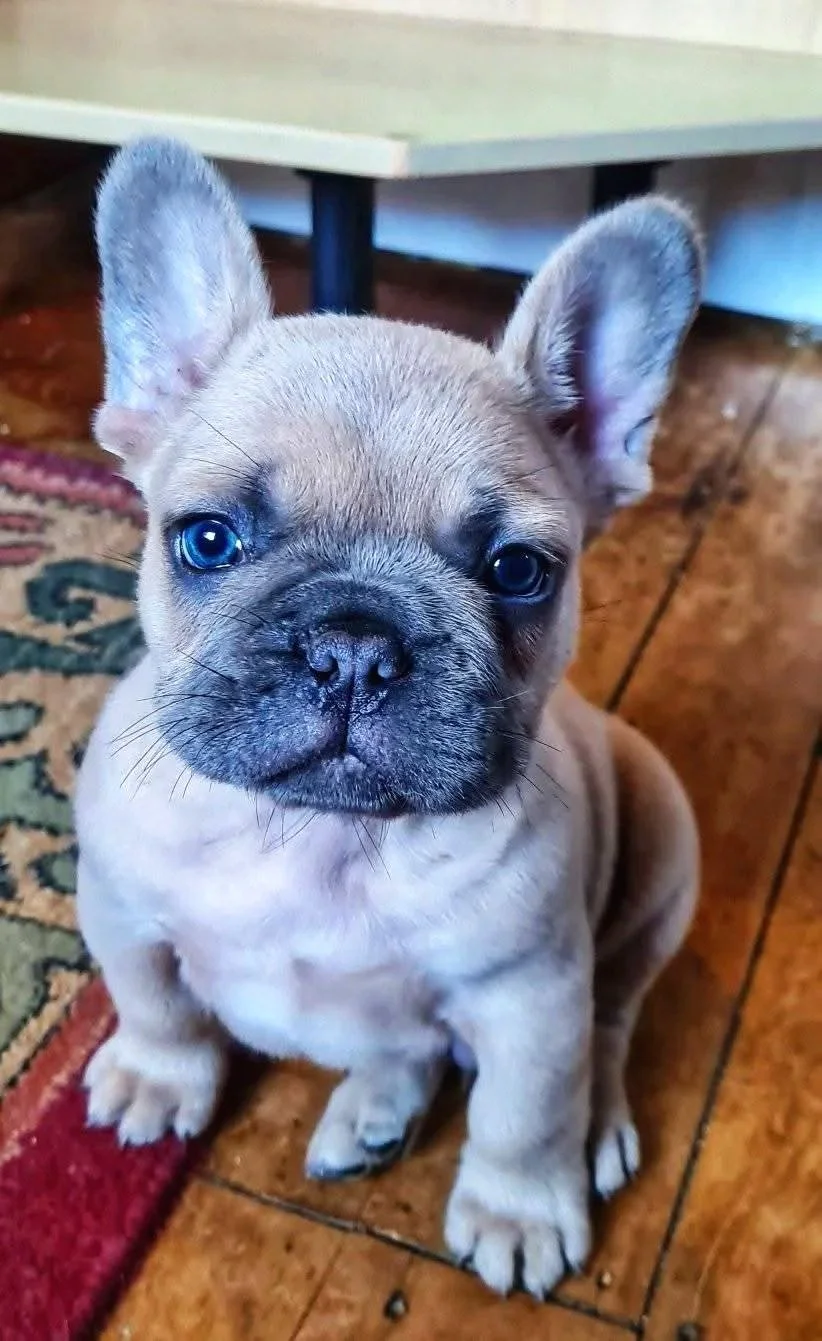 Blue fawn coloured French Bulldog puppy bred and sold by Le Epitome Kennels in Waikato, New Zealand.